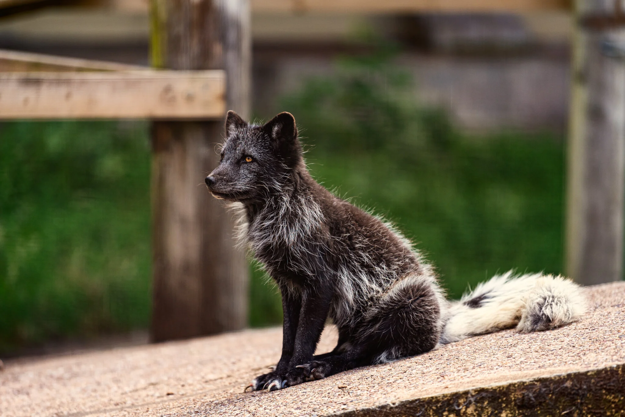 Dudley Zoo (Website)-9.jpg