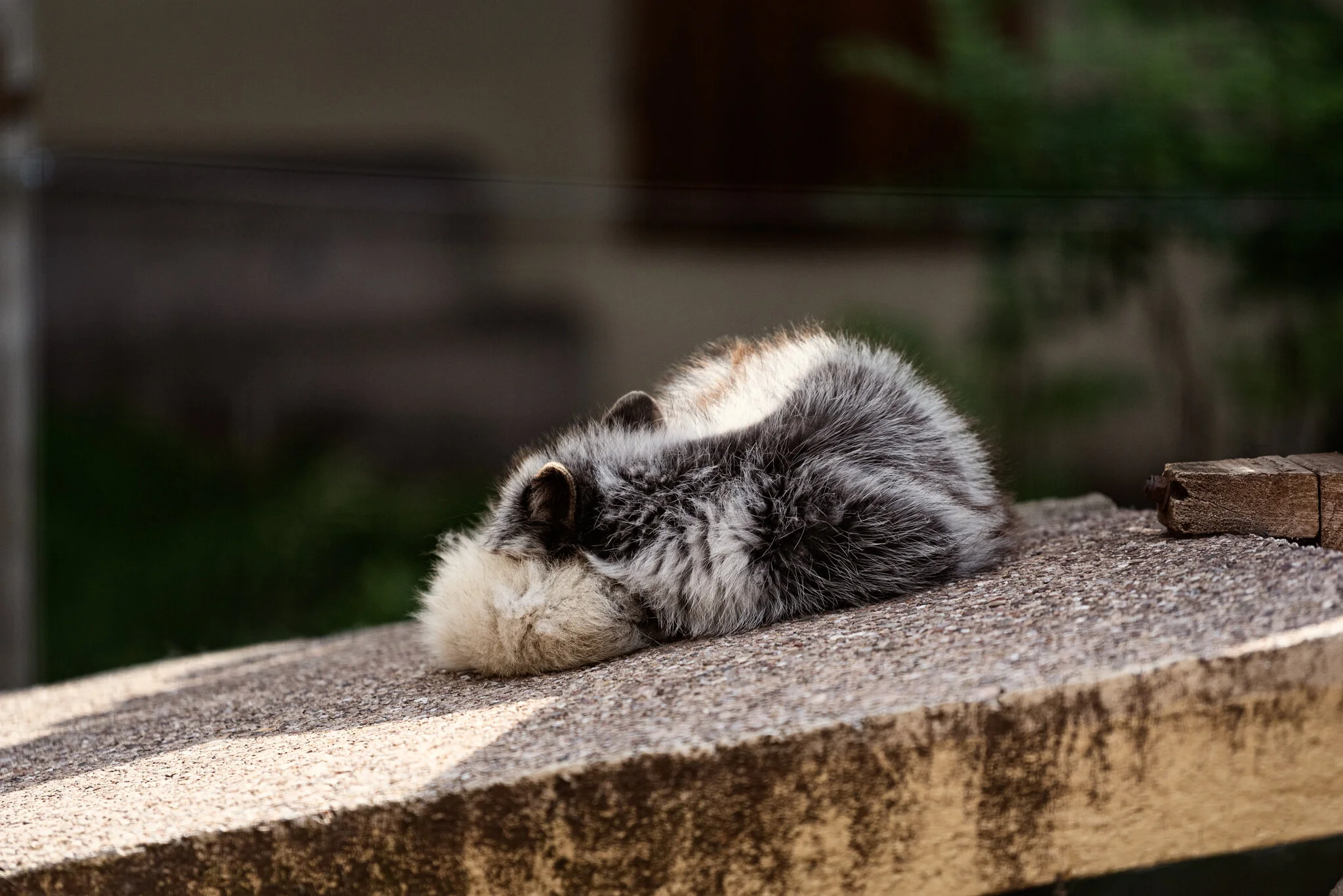 Dudley Zoo (Website)-10.jpg