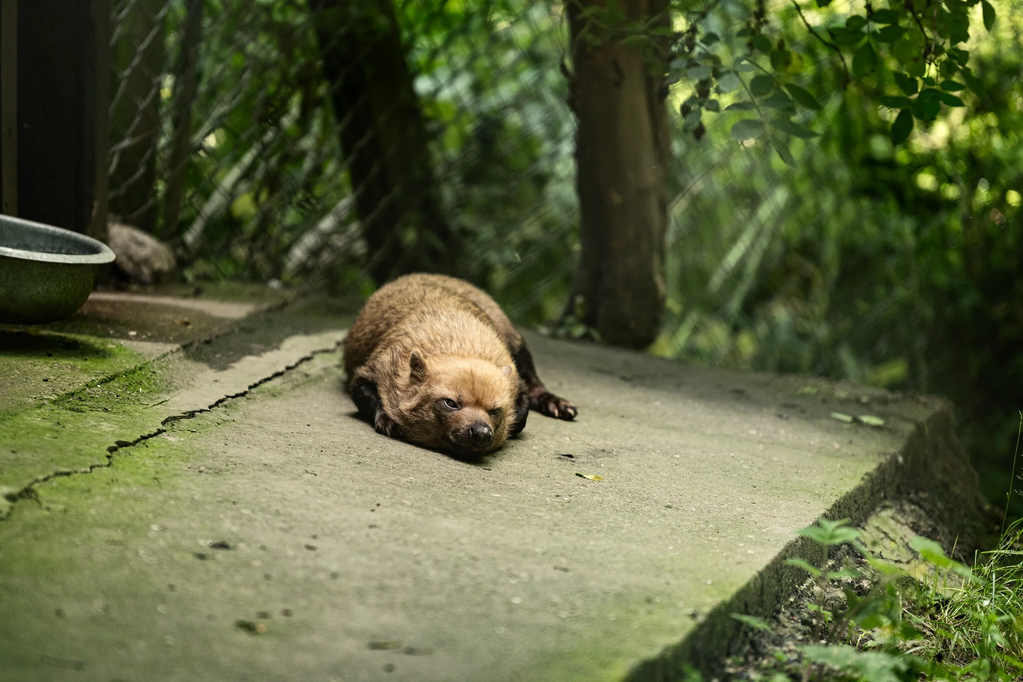 Dudley Zoo (Website)-11.jpg