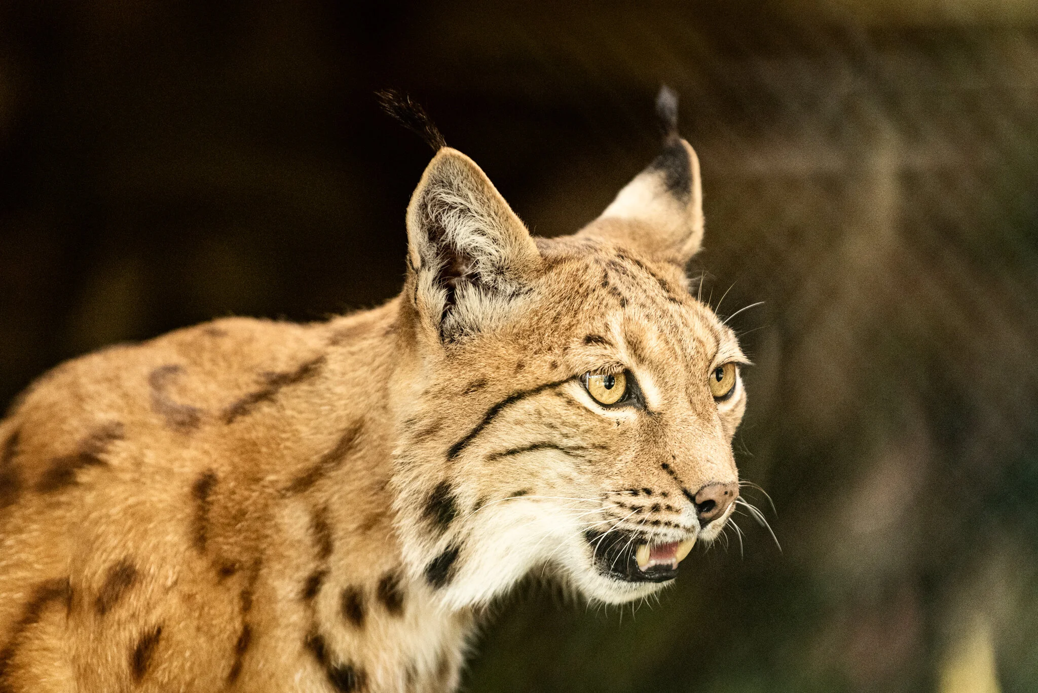 Dudley Zoo (Website)-12.jpg