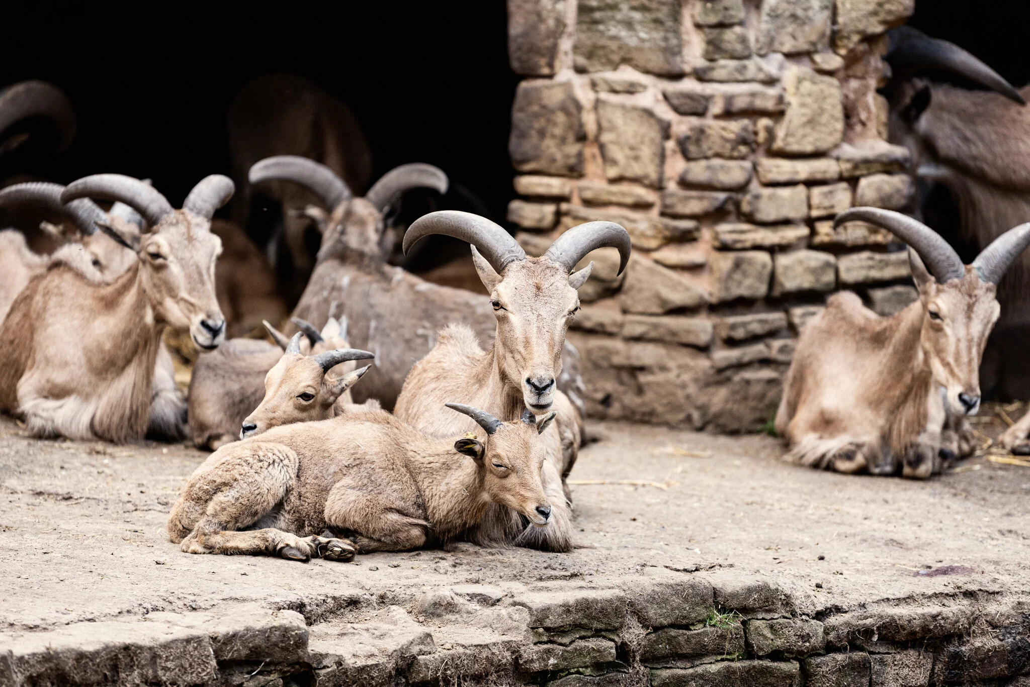 Dudley Zoo (Website)-14.jpg