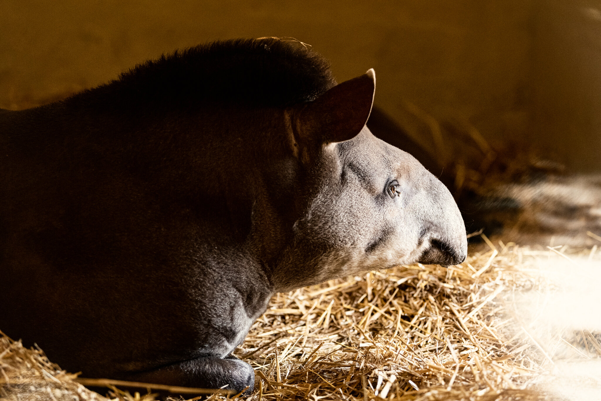 Dudley Zoo (Website)-13.jpg