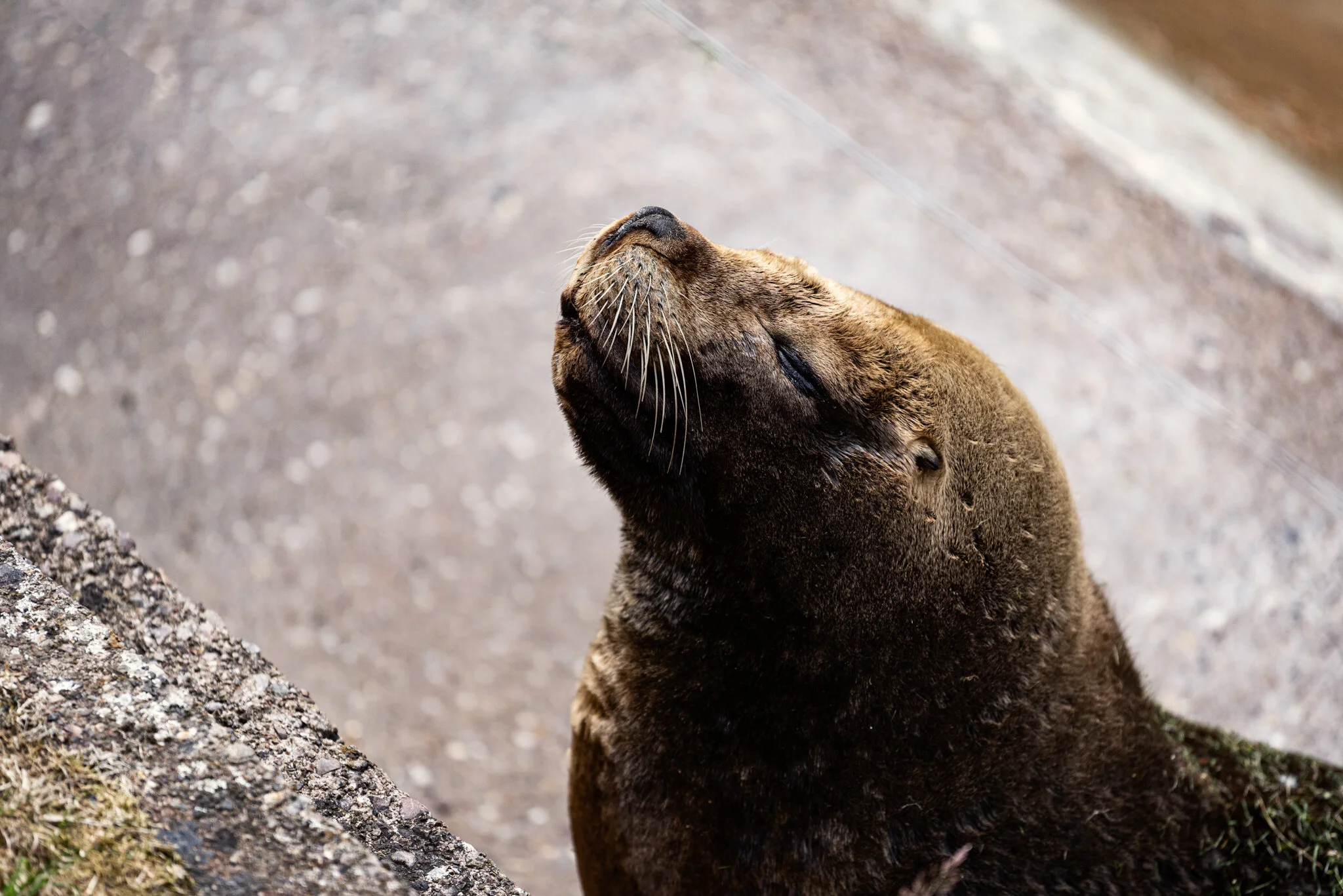 Dudley Zoo (Website)-15.jpg