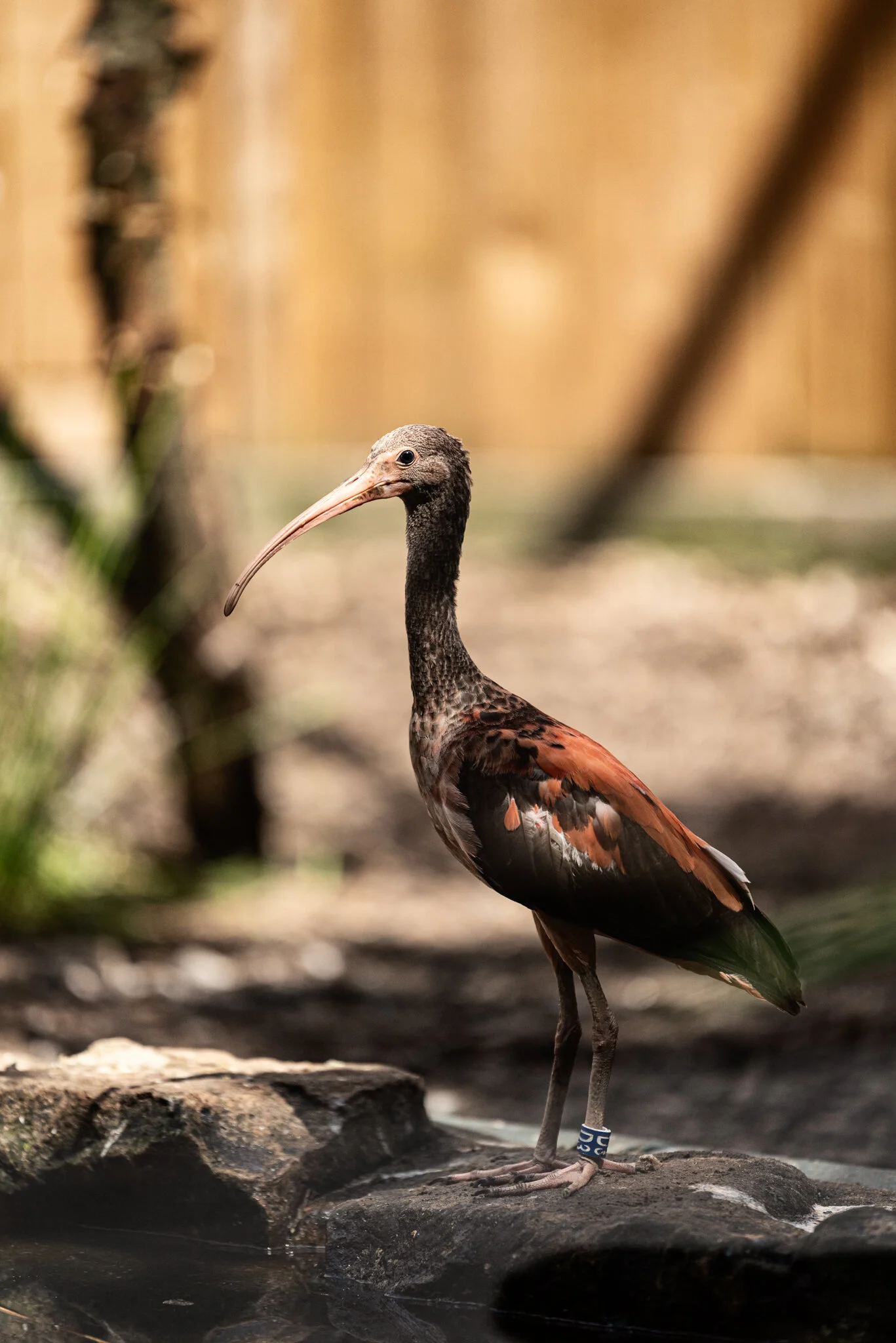 Dudley Zoo (Website)-17.jpg