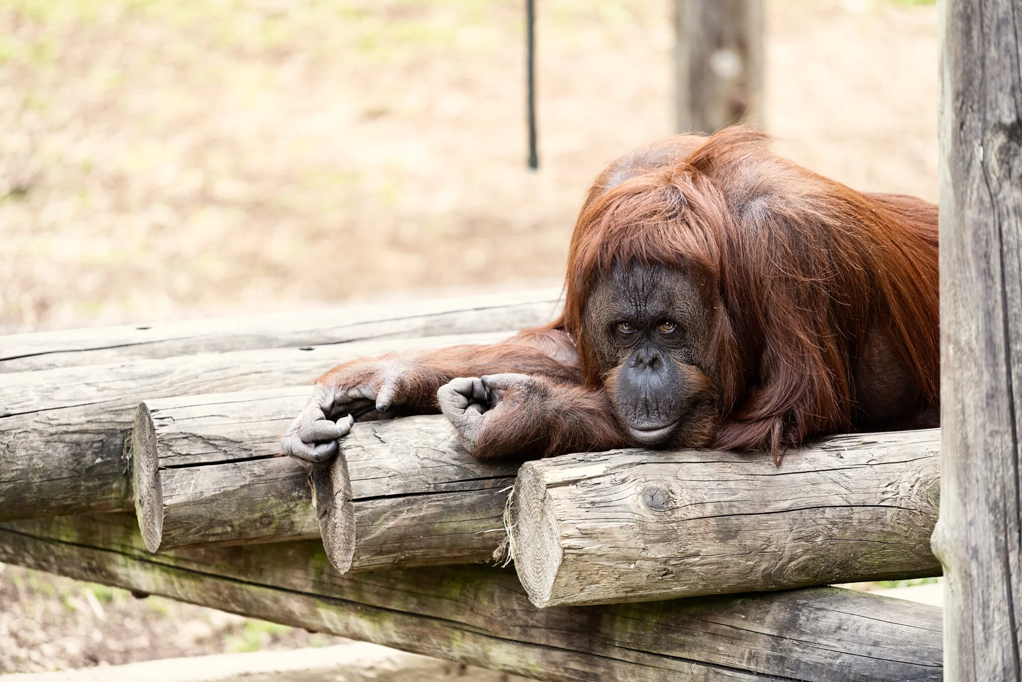 Dudley Zoo (Website)-18.jpg