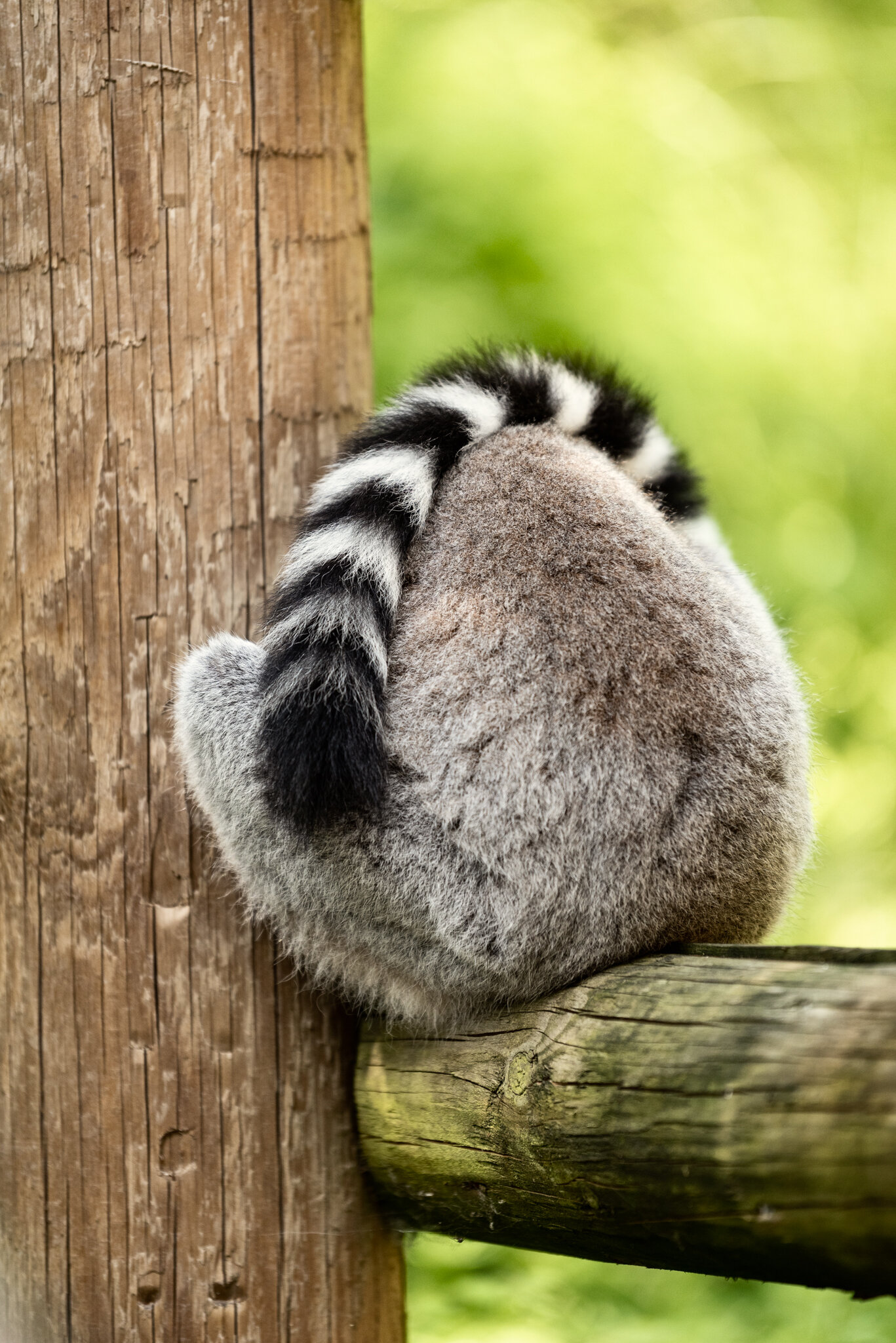 Dudley Zoo (Website)-19.jpg