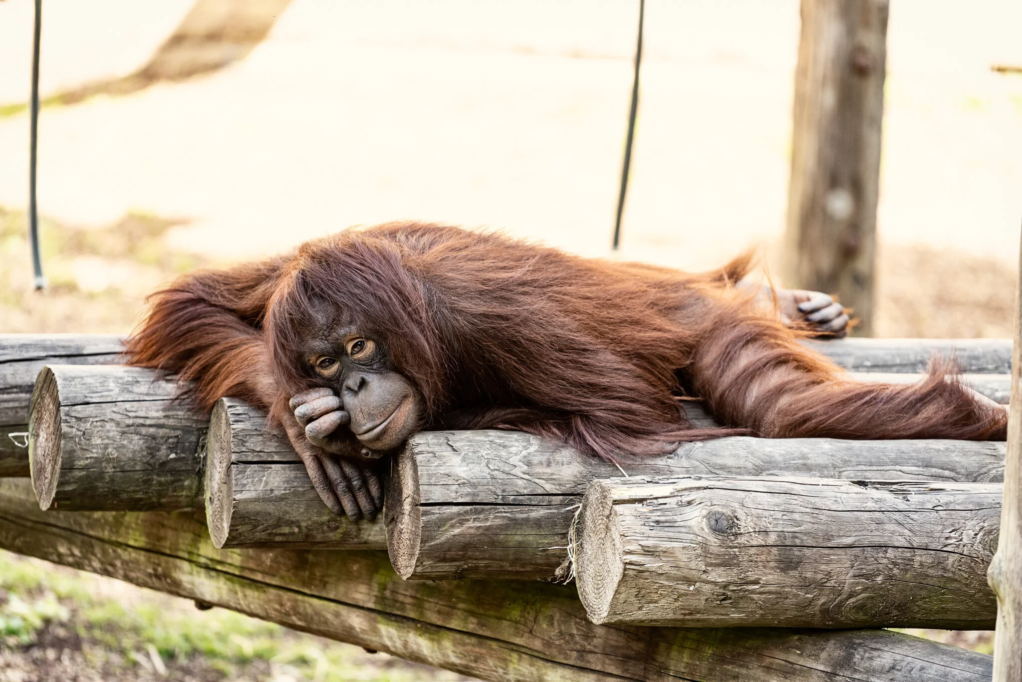 Dudley Zoo (Website)-20.jpg