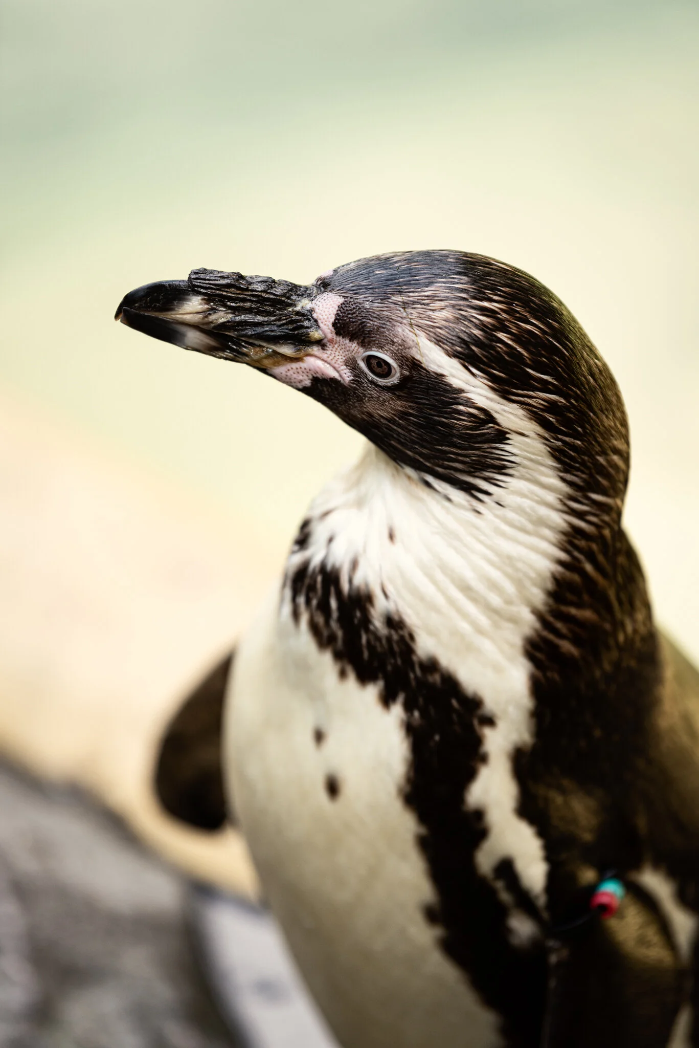 Dudley Zoo (Website)-22.jpg