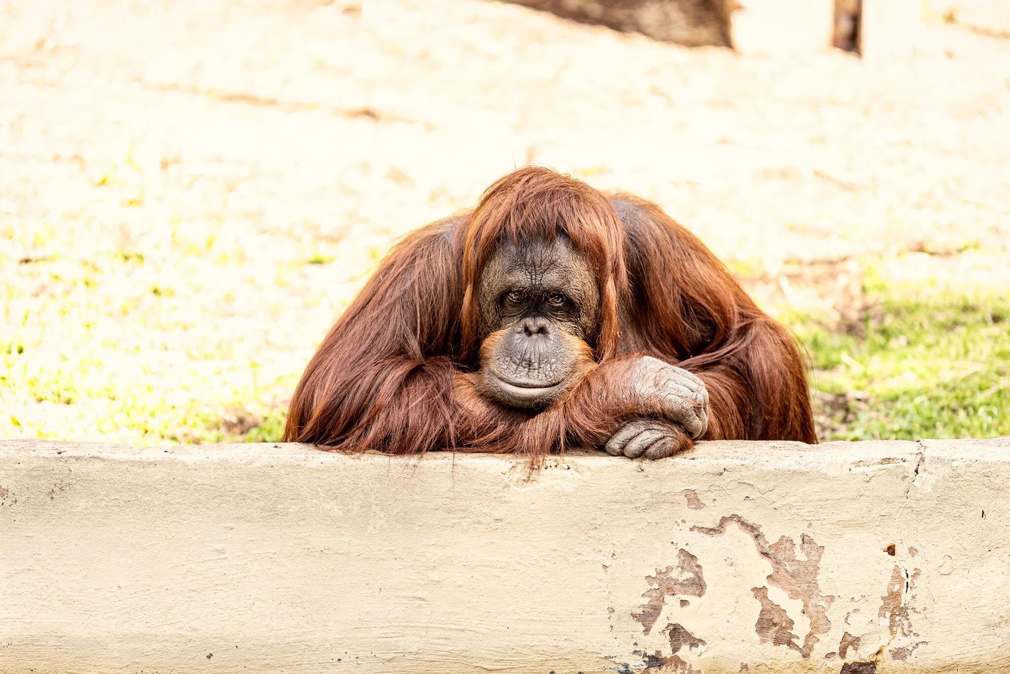 Dudley Zoo (Website)-21.jpg