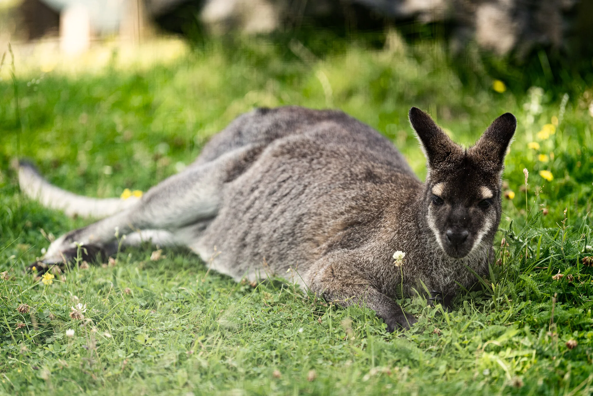 Dudley Zoo (Website)-24.jpg