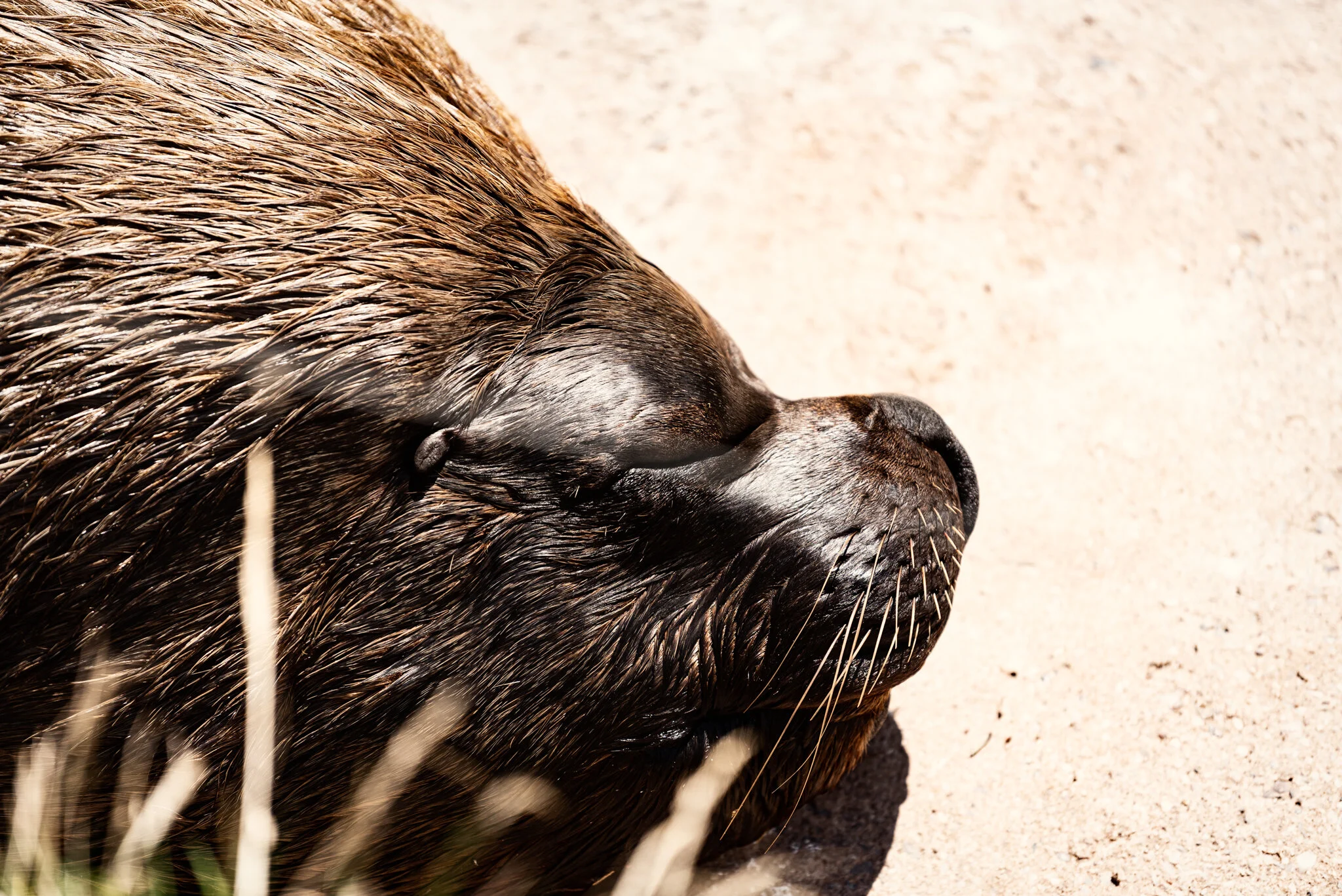 Dudley Zoo (Website)-23.jpg