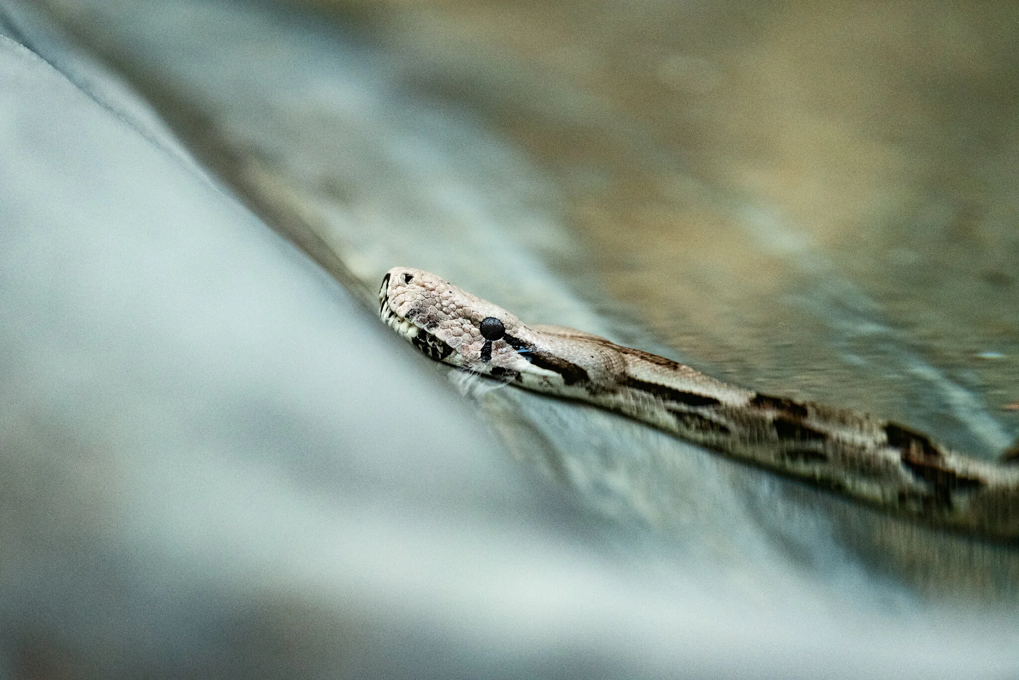 Dudley Zoo (Website)-26.jpg