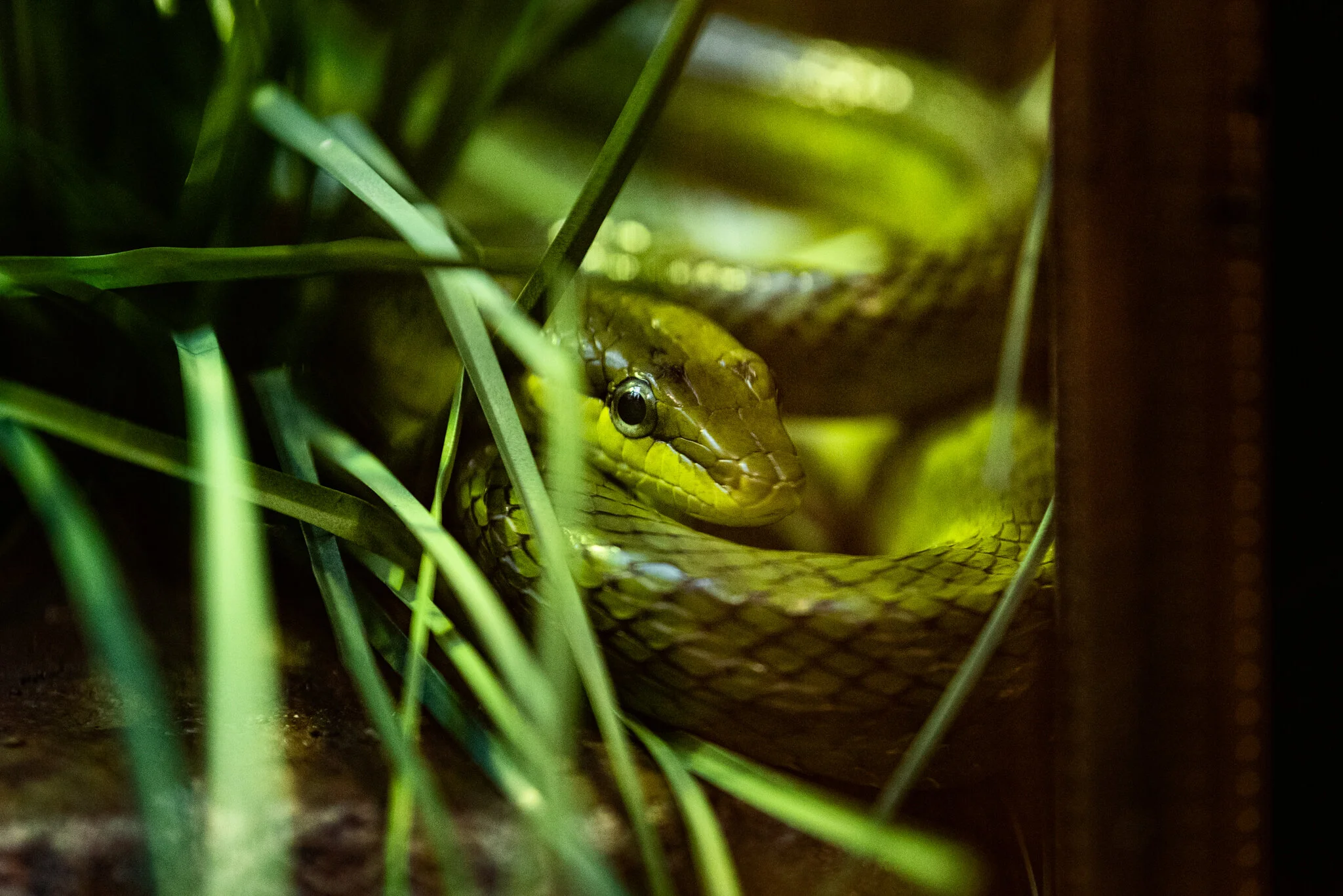 Dudley Zoo (Website)-25.jpg