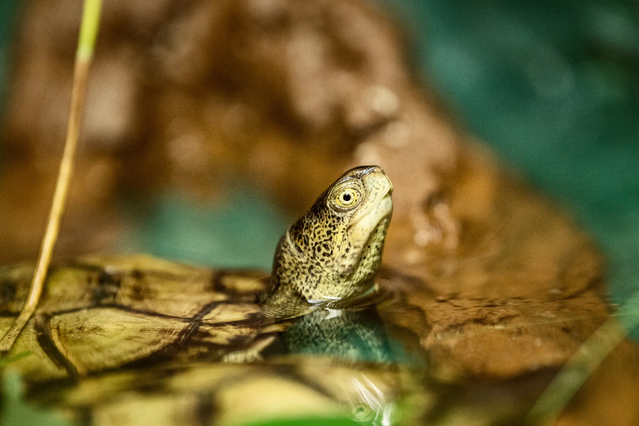 Dudley Zoo (Website)-27.jpg