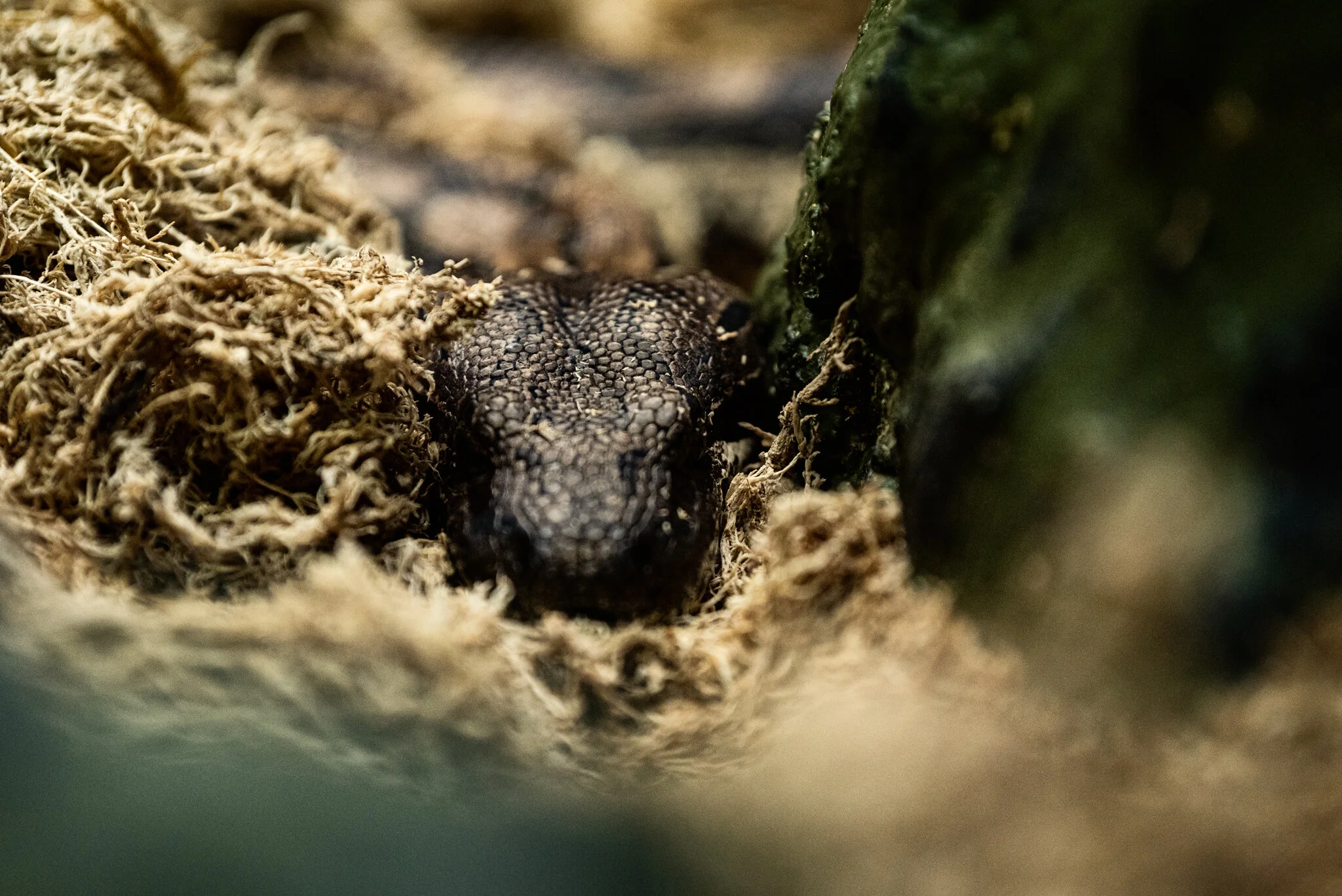 Dudley Zoo (Website)-28.jpg