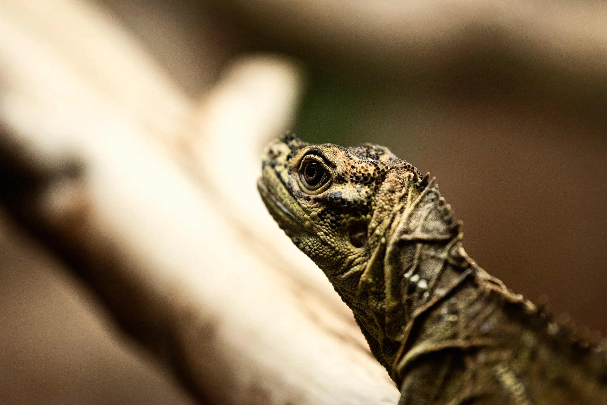 Dudley Zoo (Website)-30.jpg