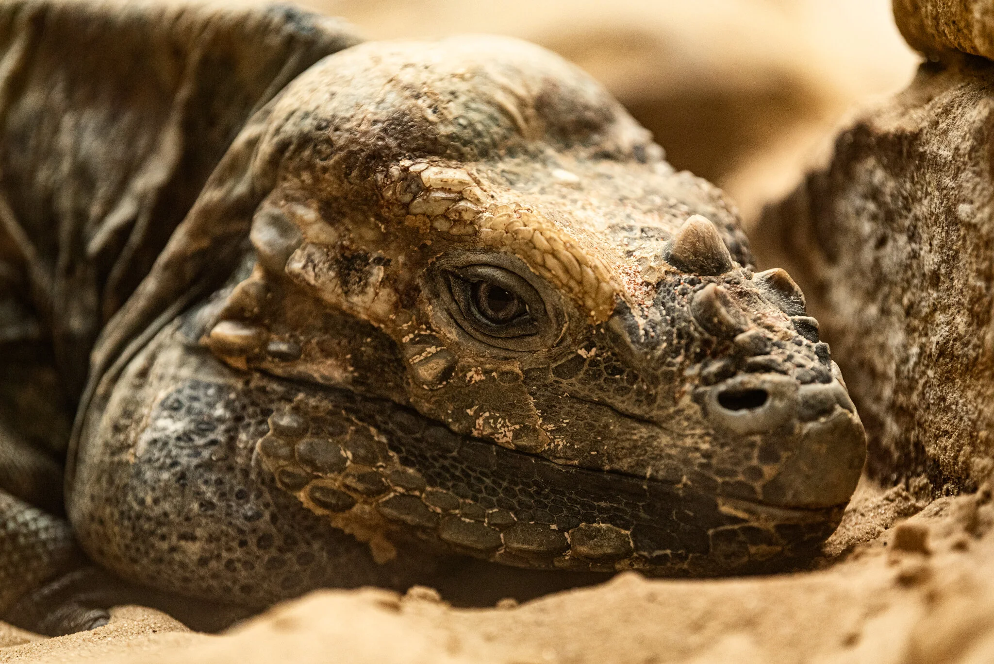 Dudley Zoo (Website)-29.jpg