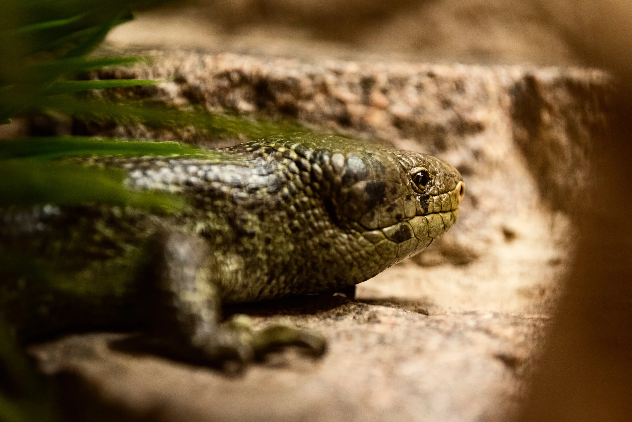 Dudley Zoo (Website)-31.jpg
