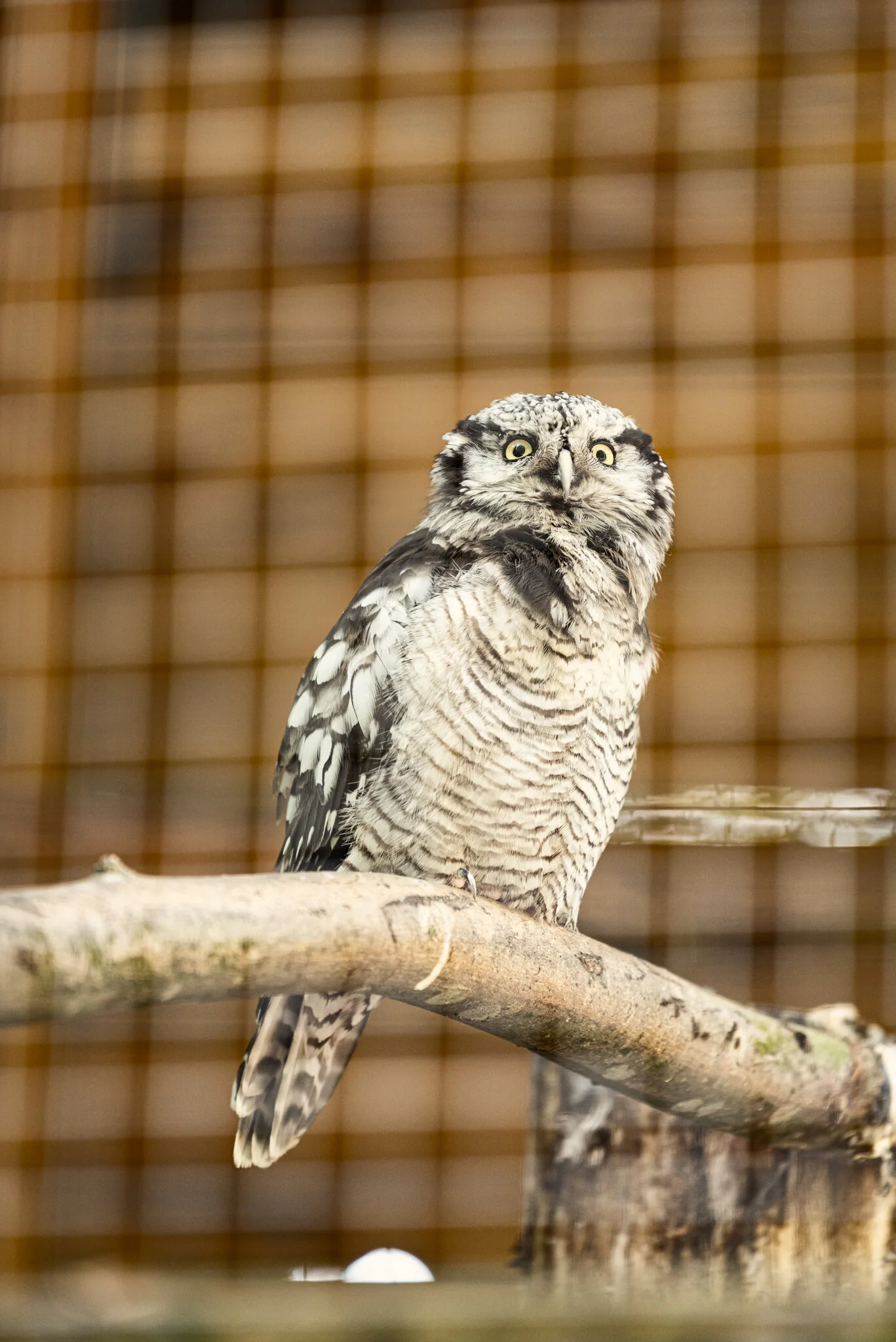 Dudley Zoo (Website)-32.jpg