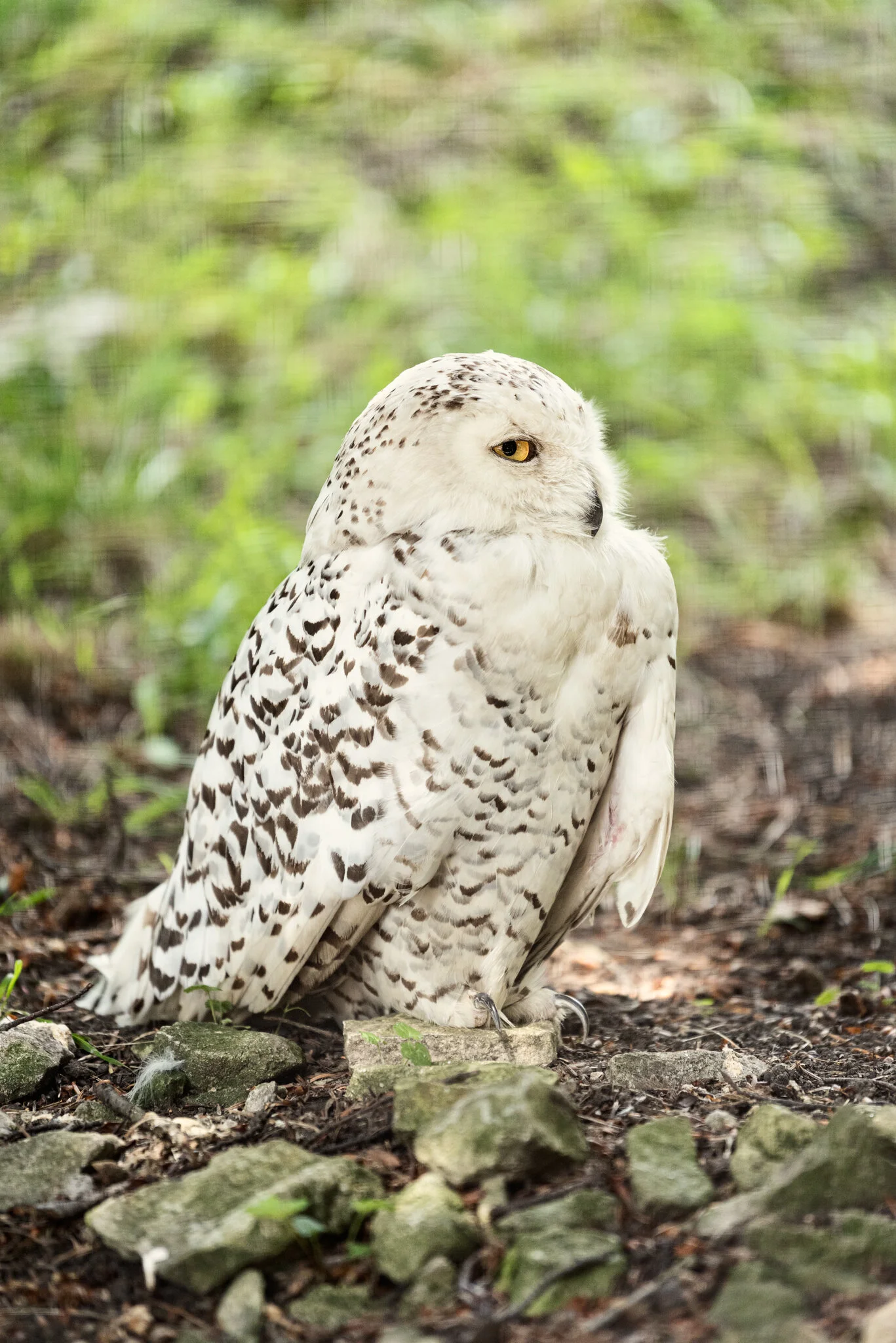 Dudley Zoo (Website)-33.jpg