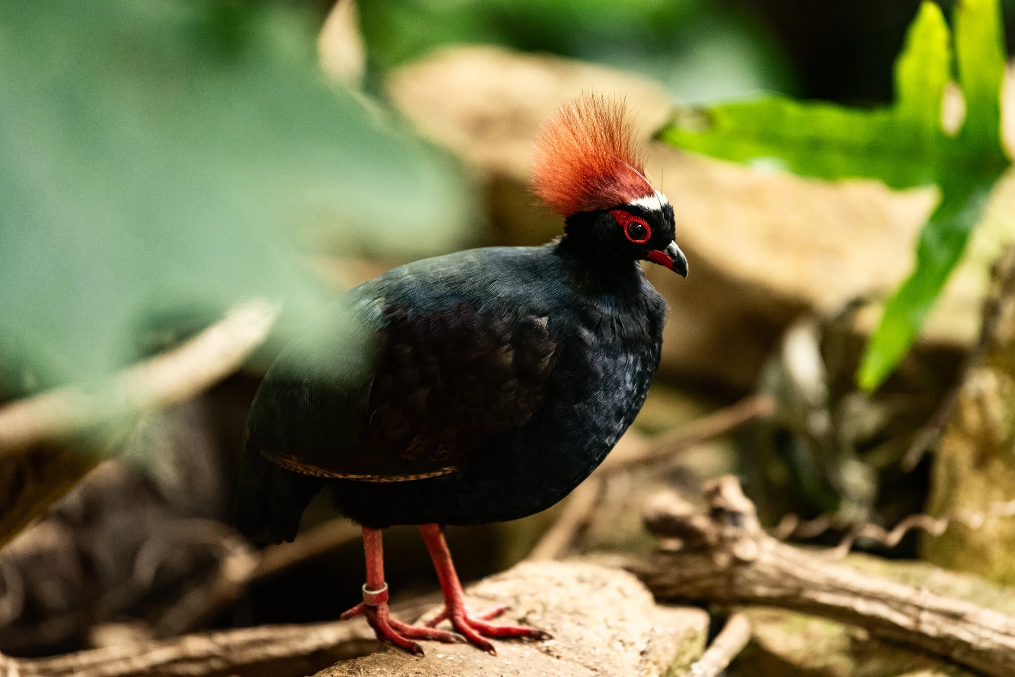 Cotswold Wildlife Park-47.jpg