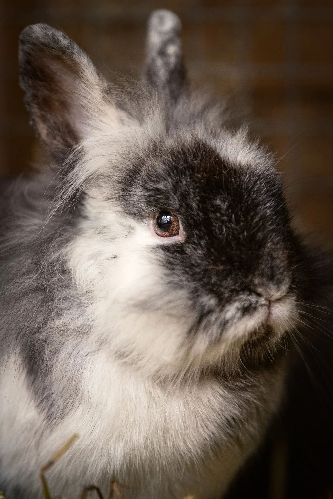 Bunnie (27)-Edit.jpg