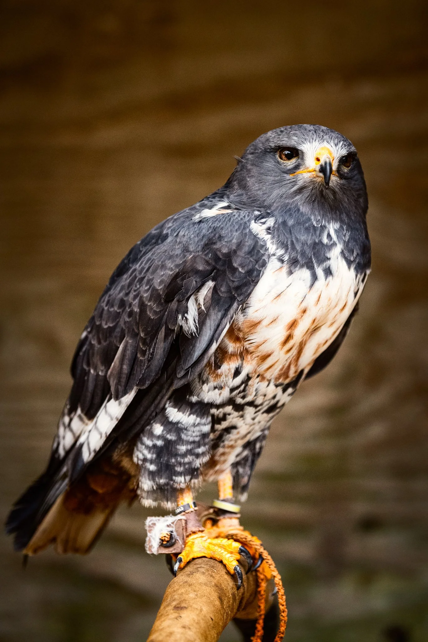 Falconry-5.jpg