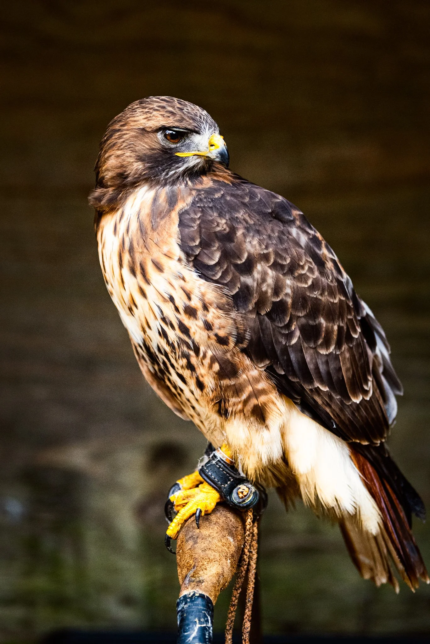 Falconry-6.jpg