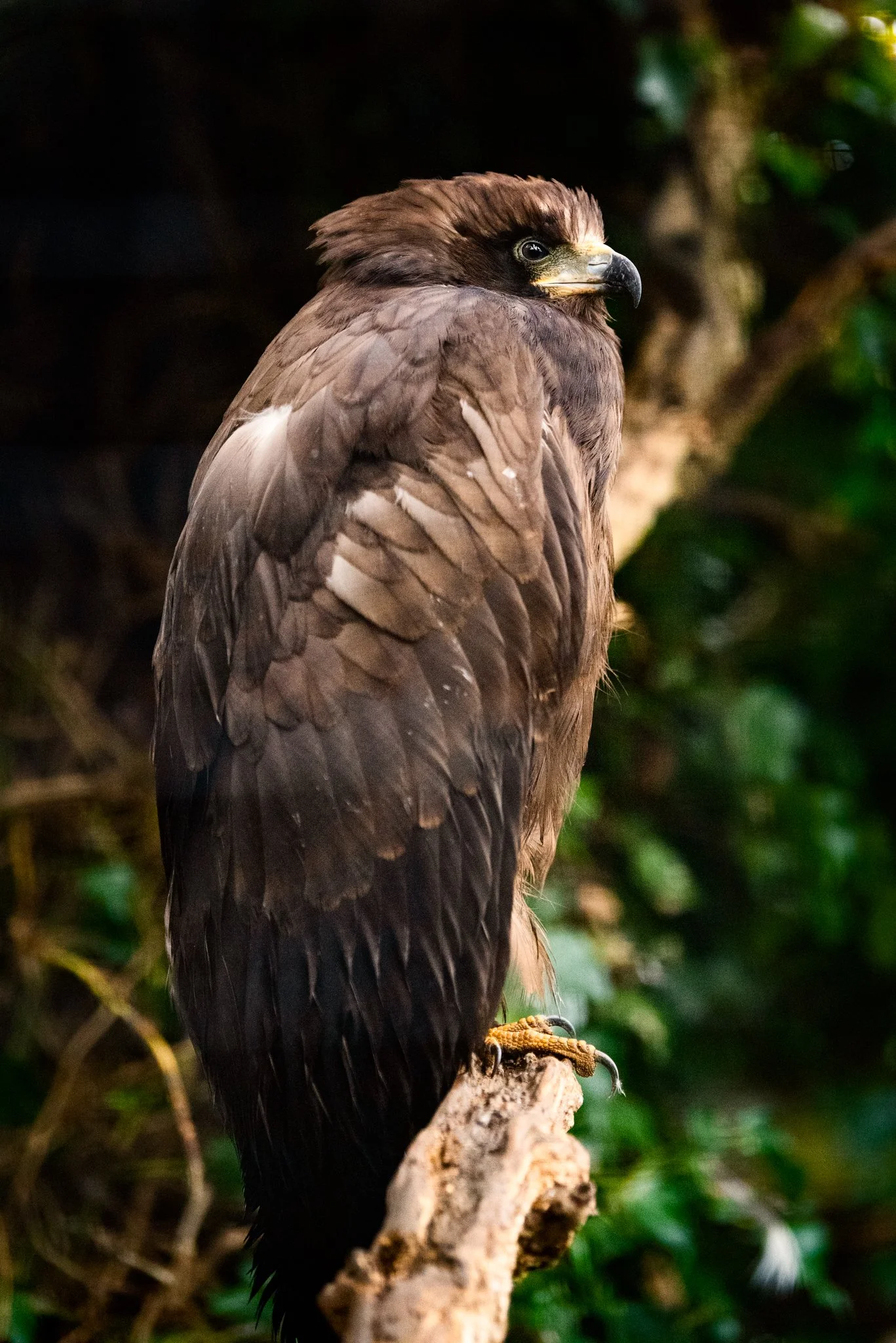Falconry-15.jpg