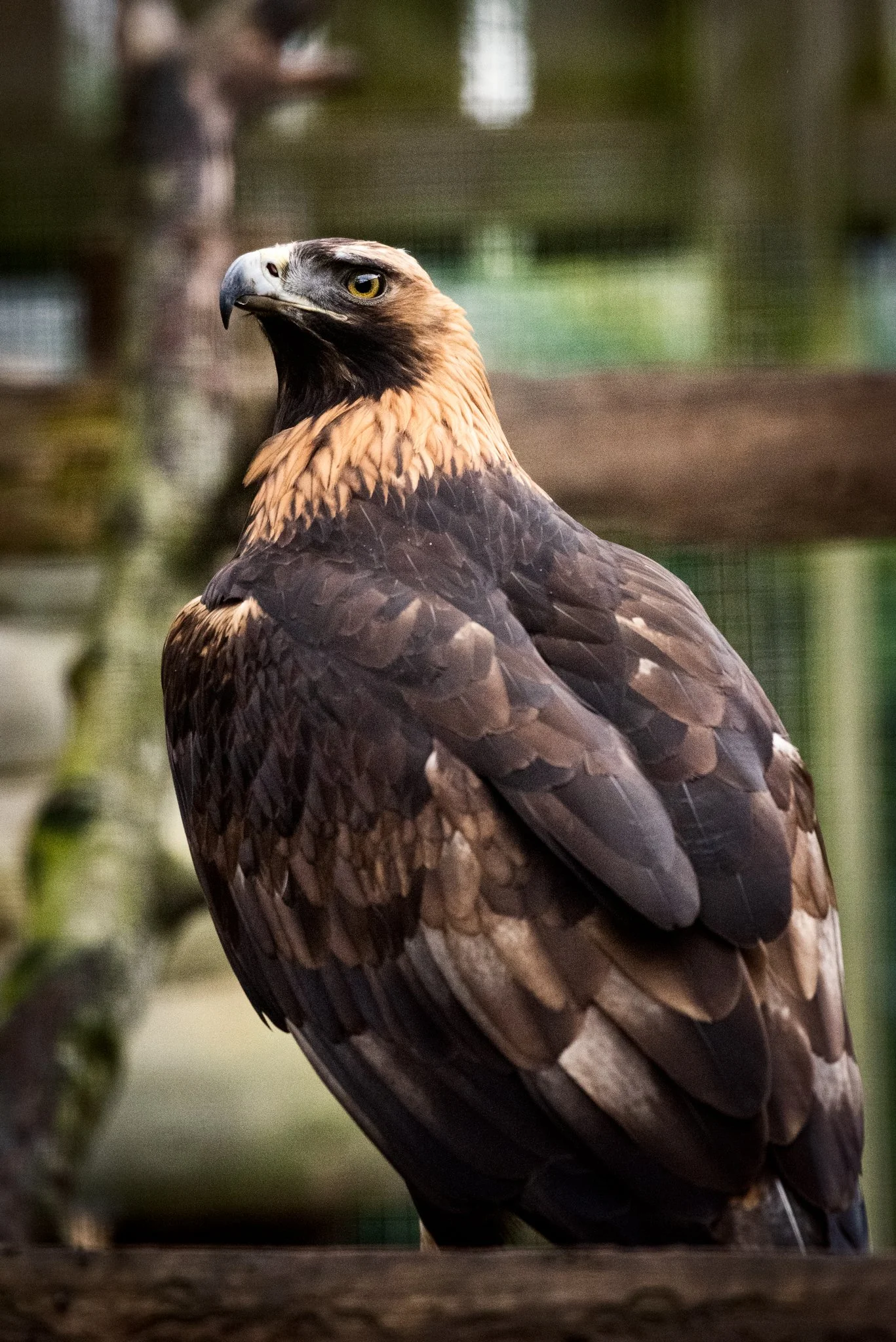 Falconry-16.jpg