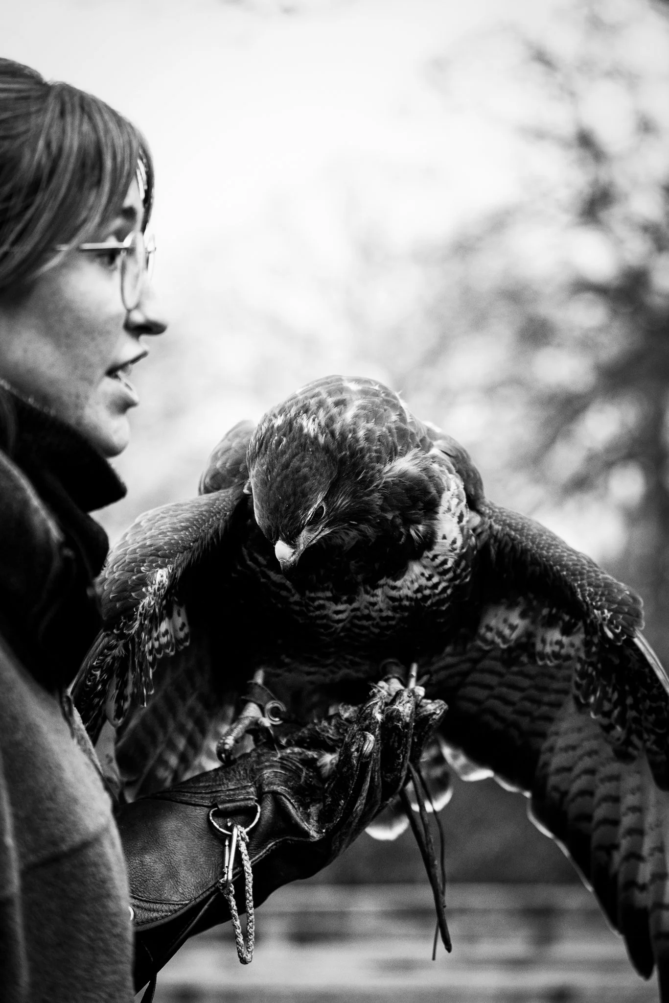 Falconry-18.jpg