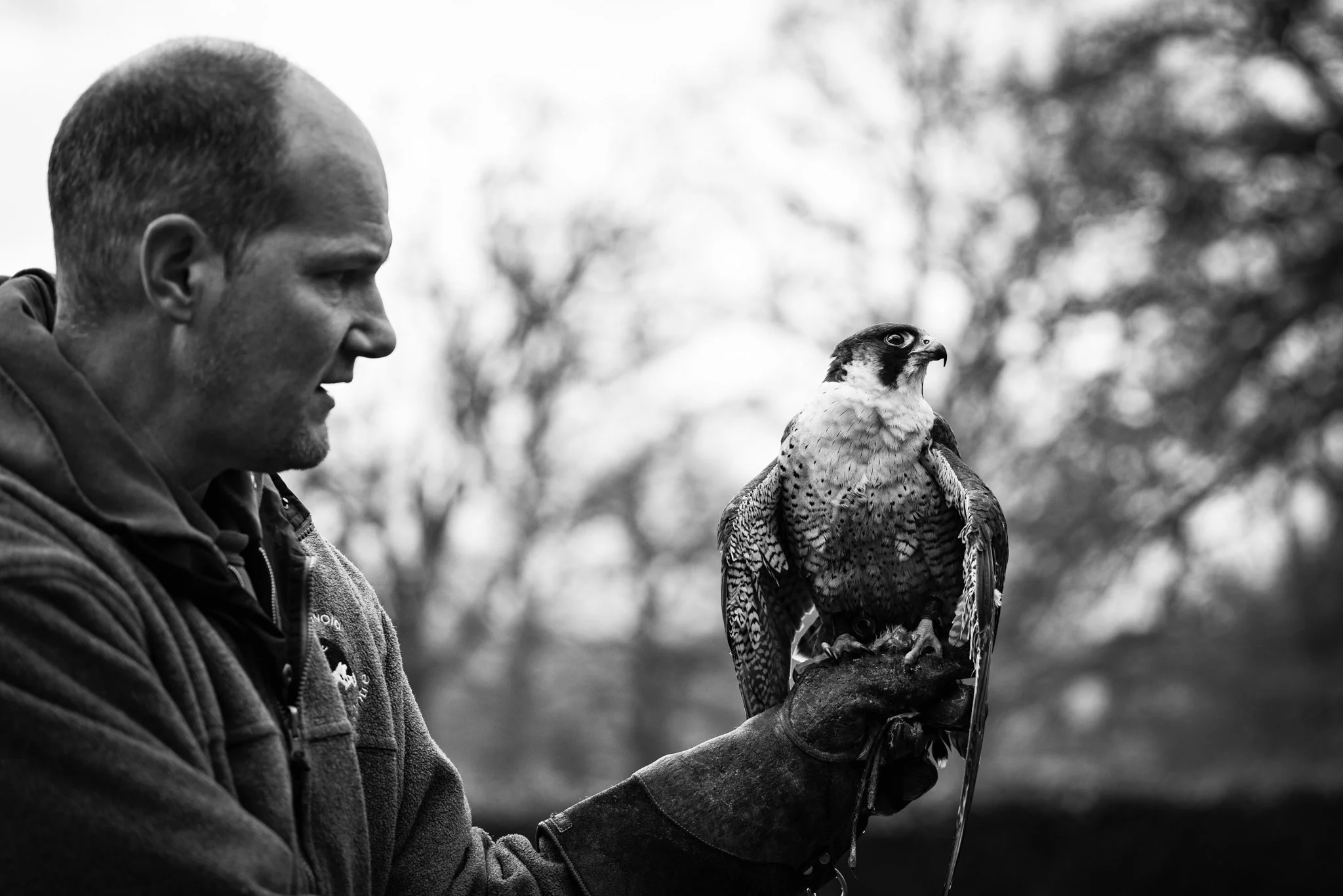 Falconry-19.jpg