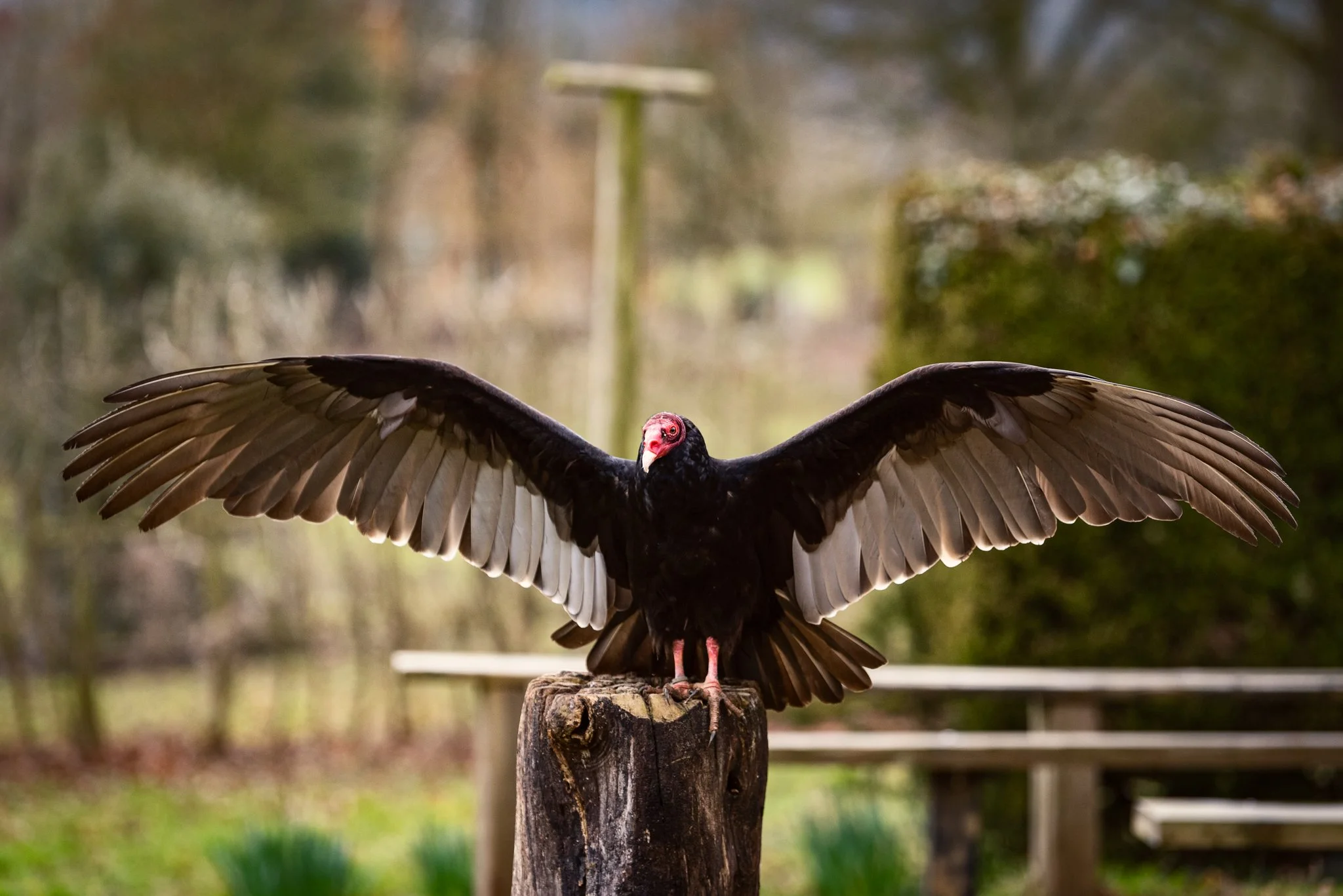 Falconry-20.jpg