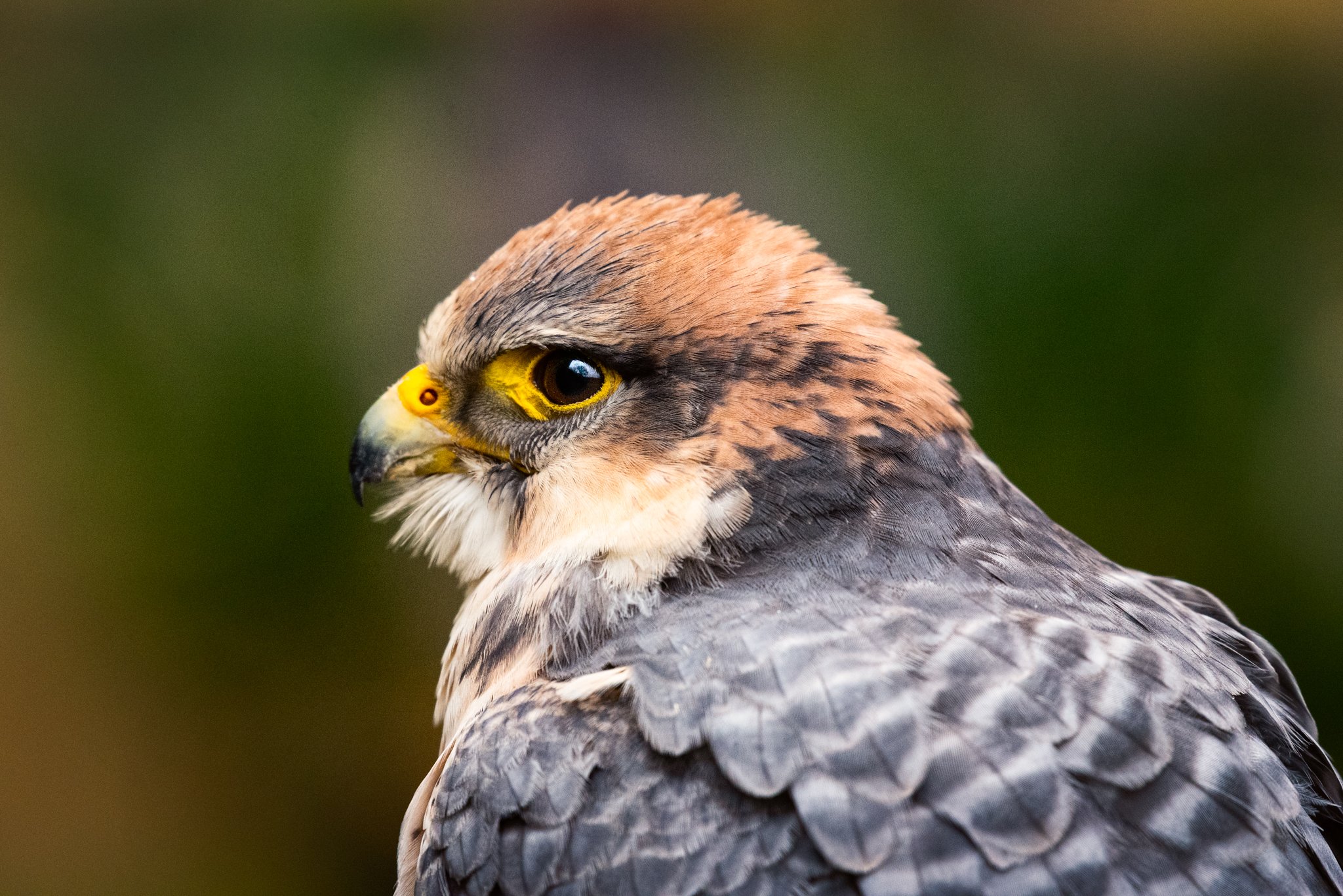Falconry-24.jpg