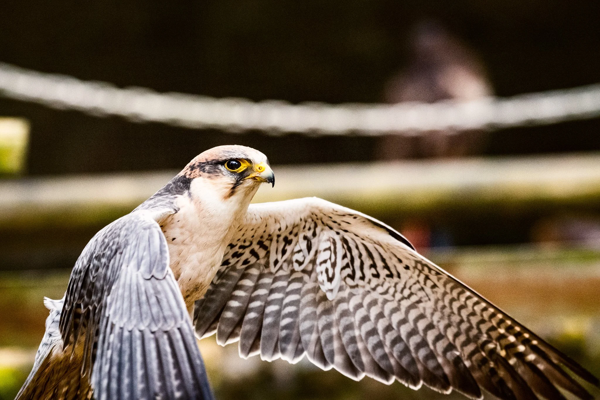 Falconry-28.jpg