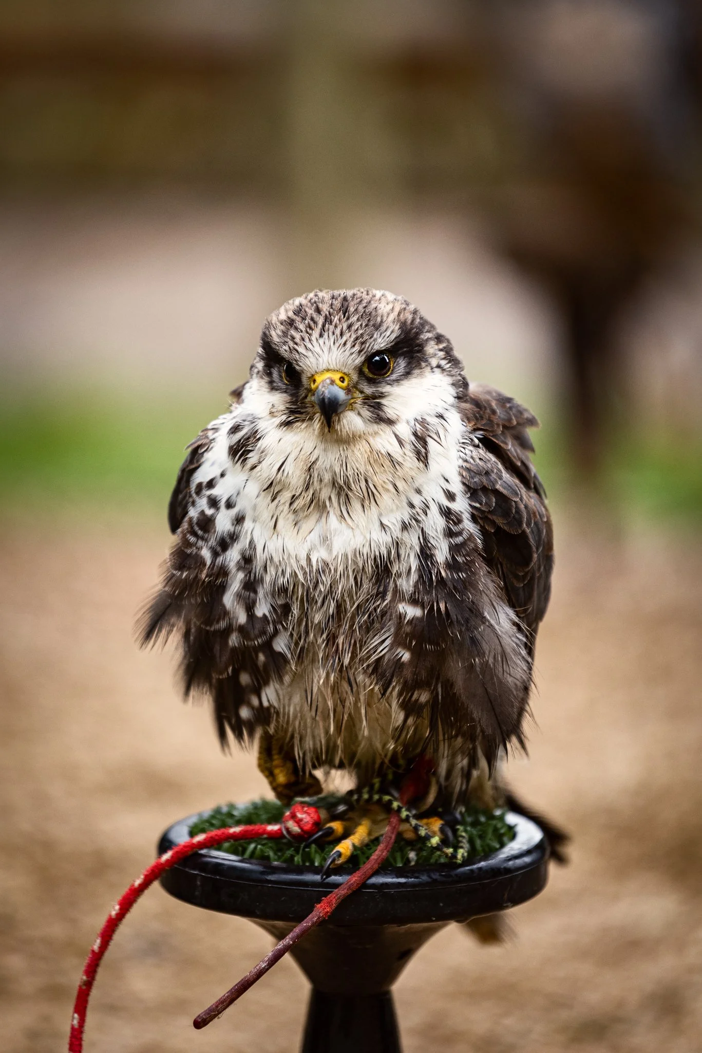 Falconry-29.jpg