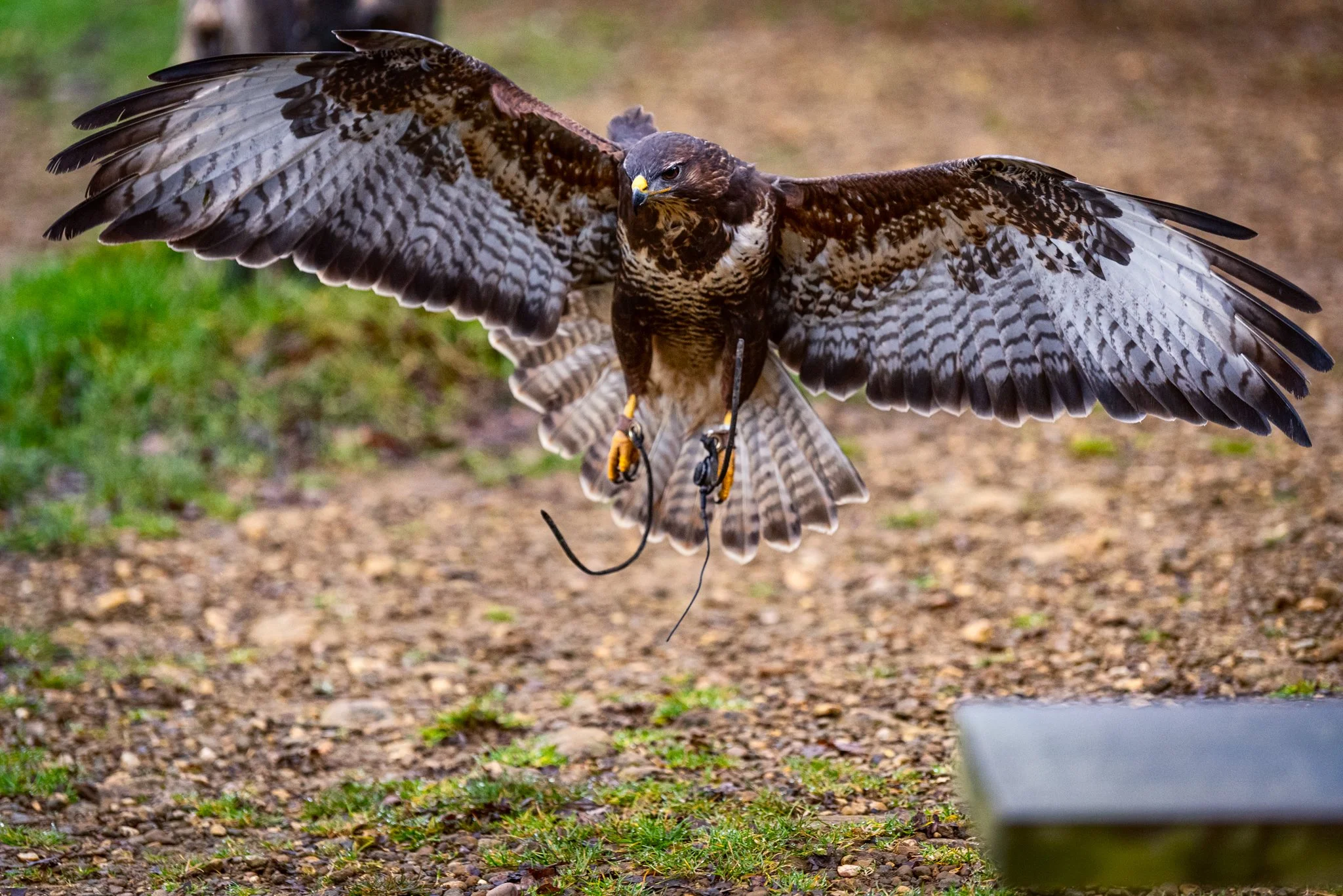 Falconry-30.jpg