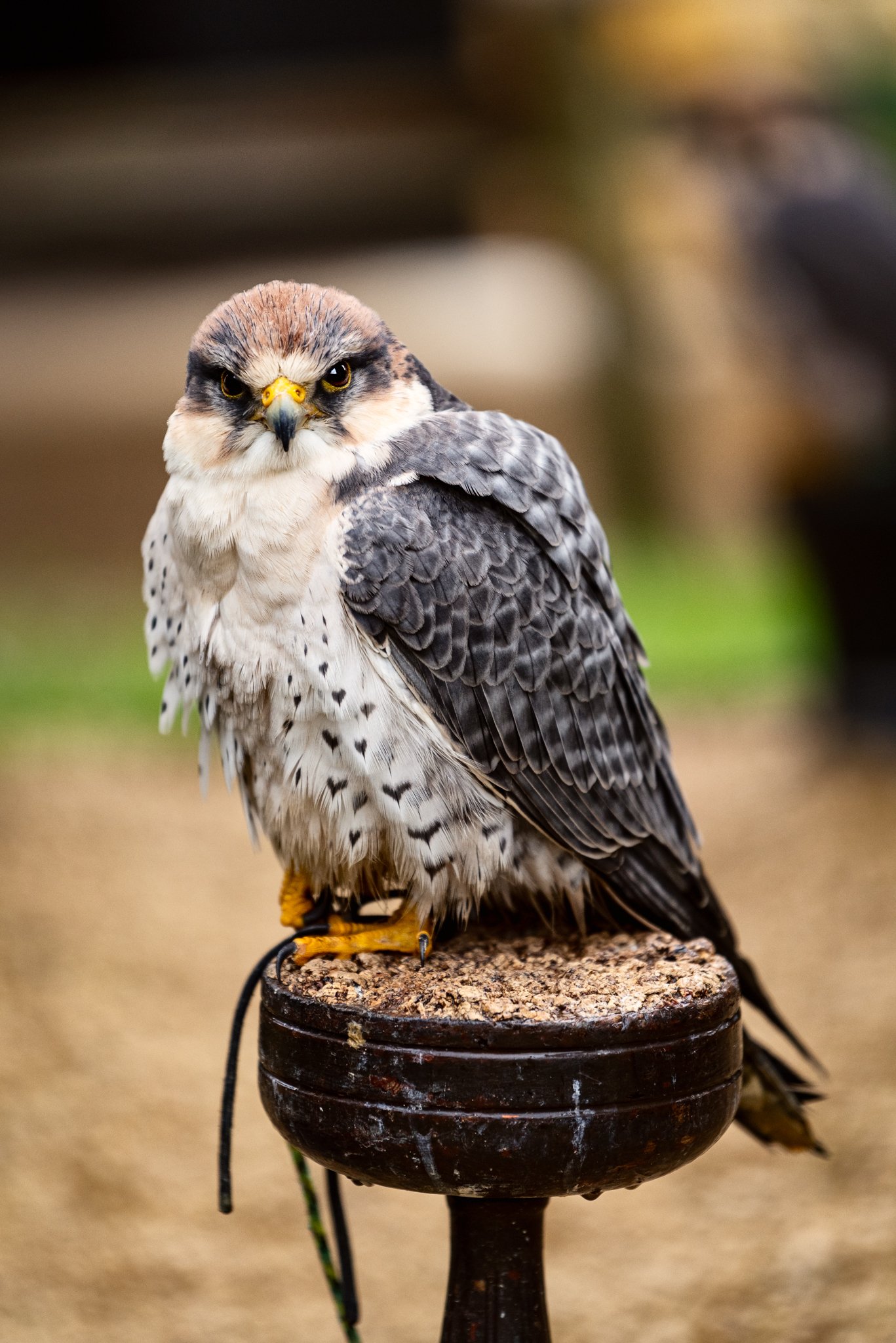 Falconry-32.jpg