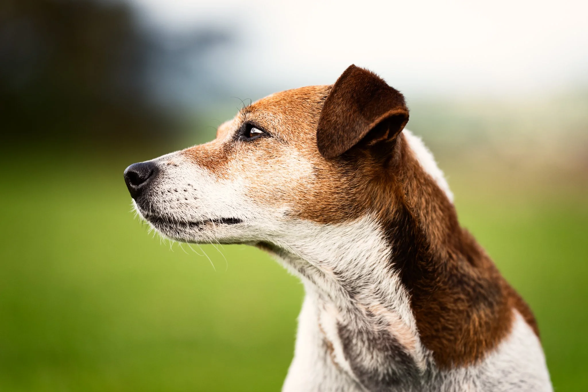 Milly-4.jpg