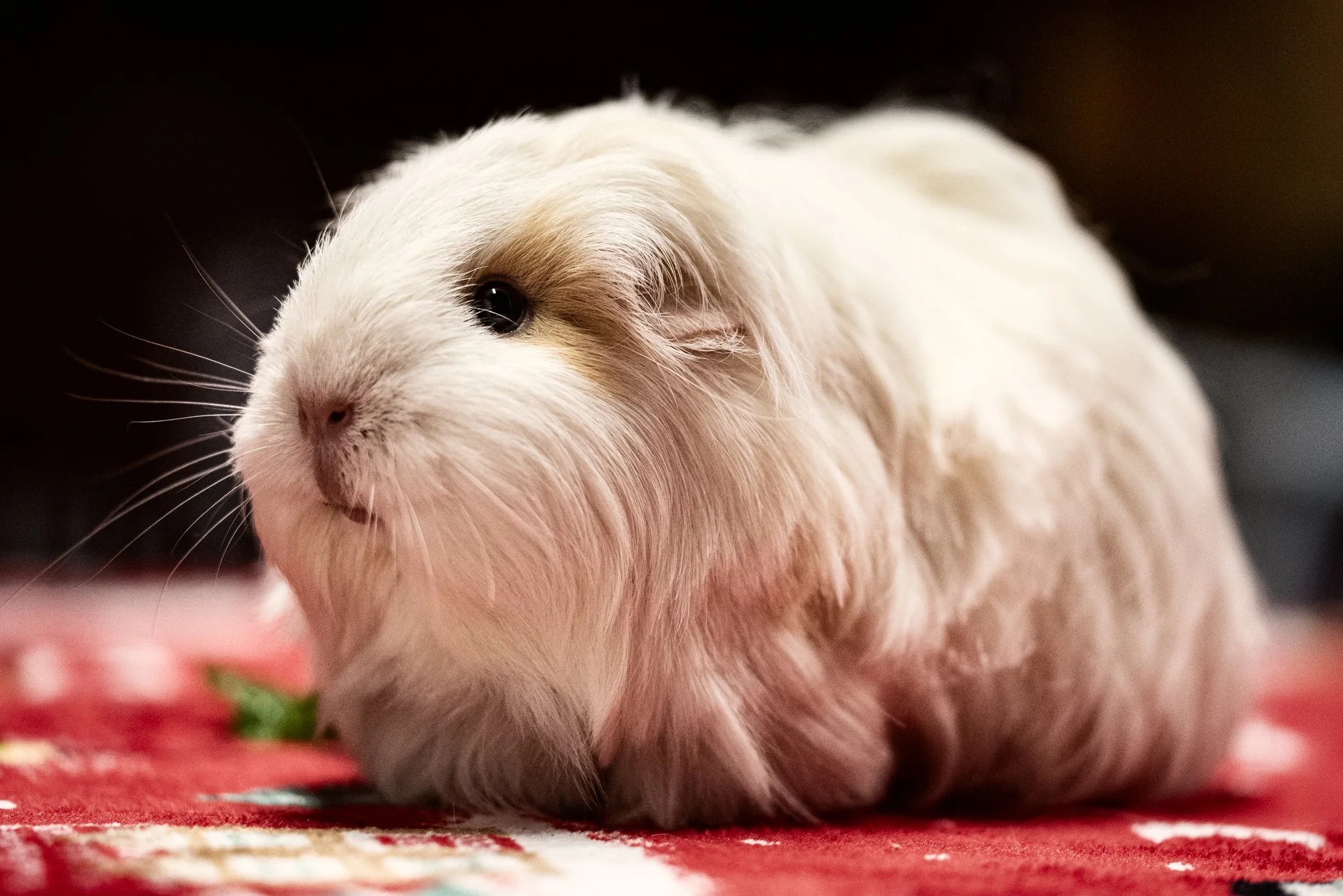 GuineaPigGang (1 of 6).jpg
