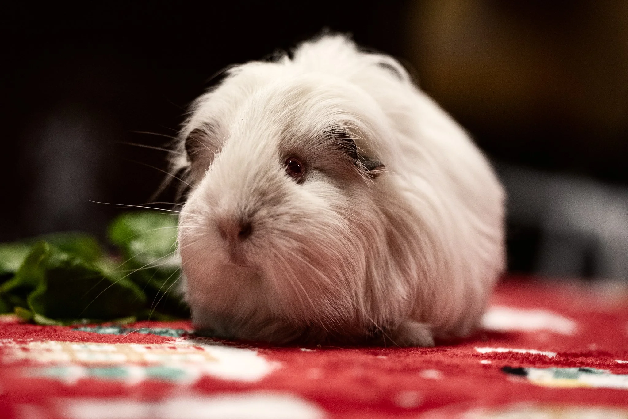 GuineaPigGang (2 of 6).jpg
