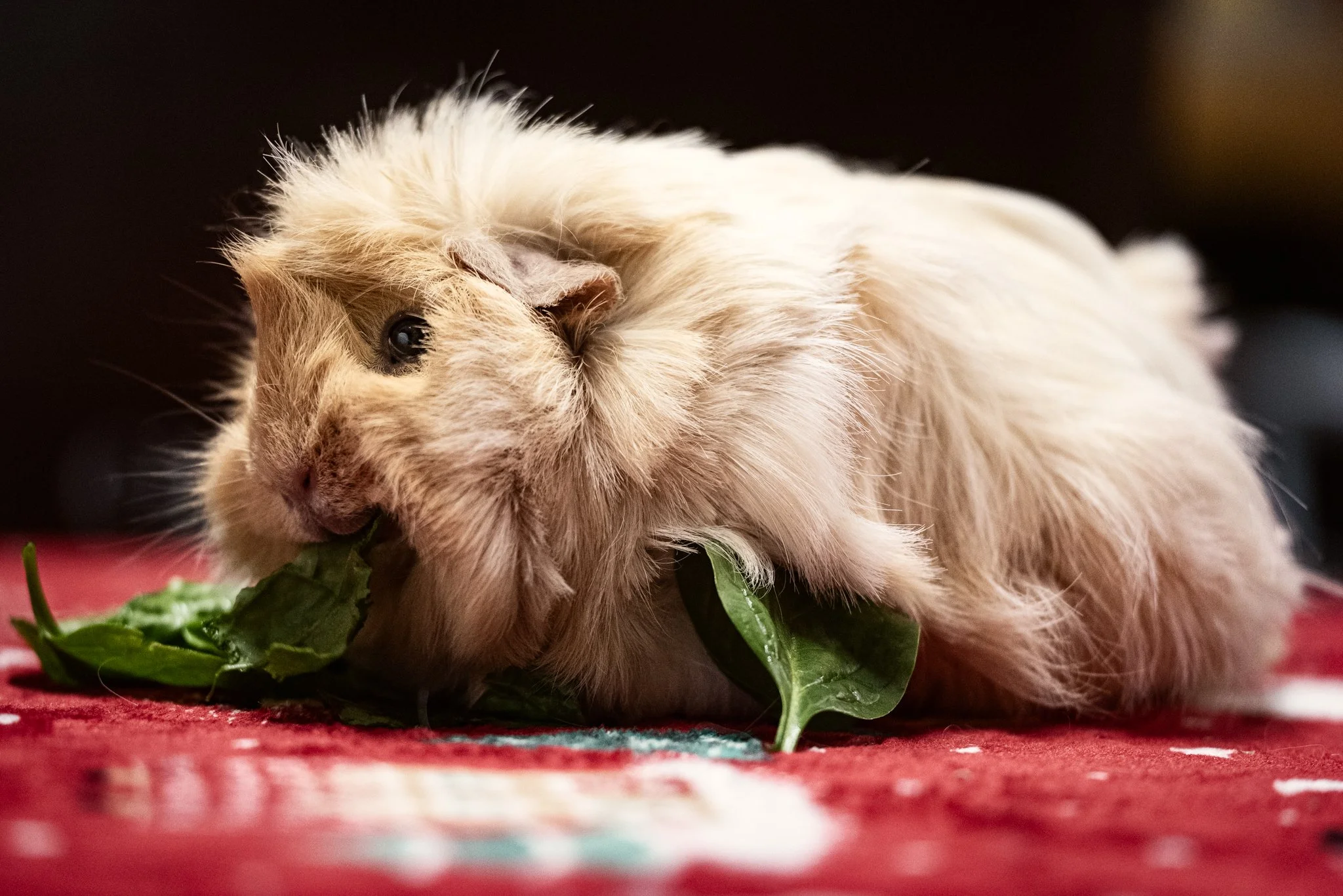 GuineaPigGang (3 of 6).jpg