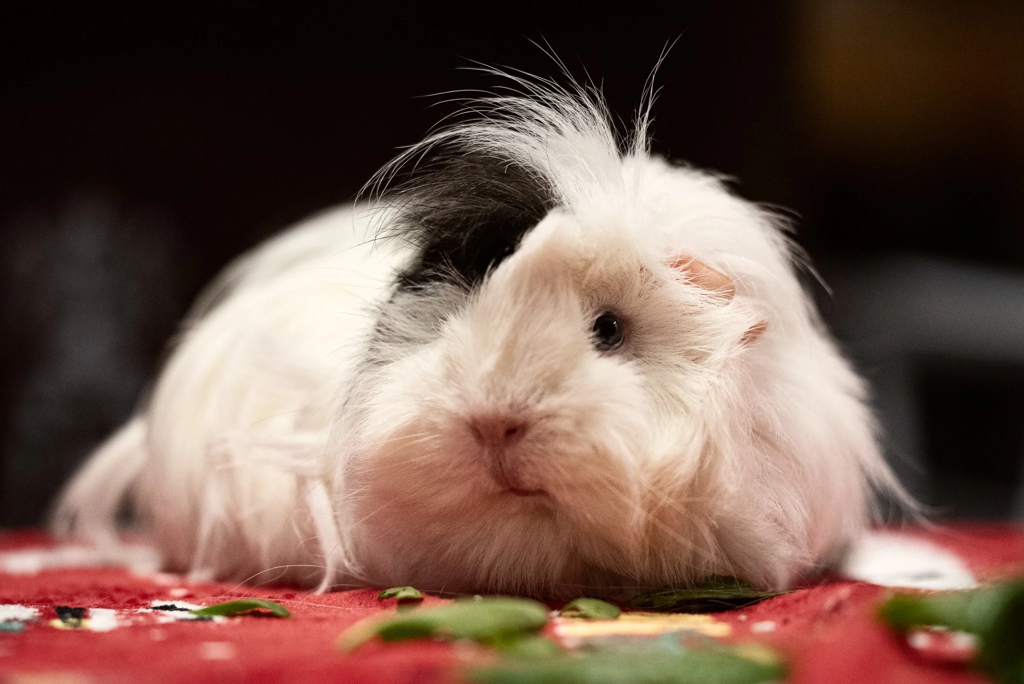 GuineaPigGang (4 of 6).jpg