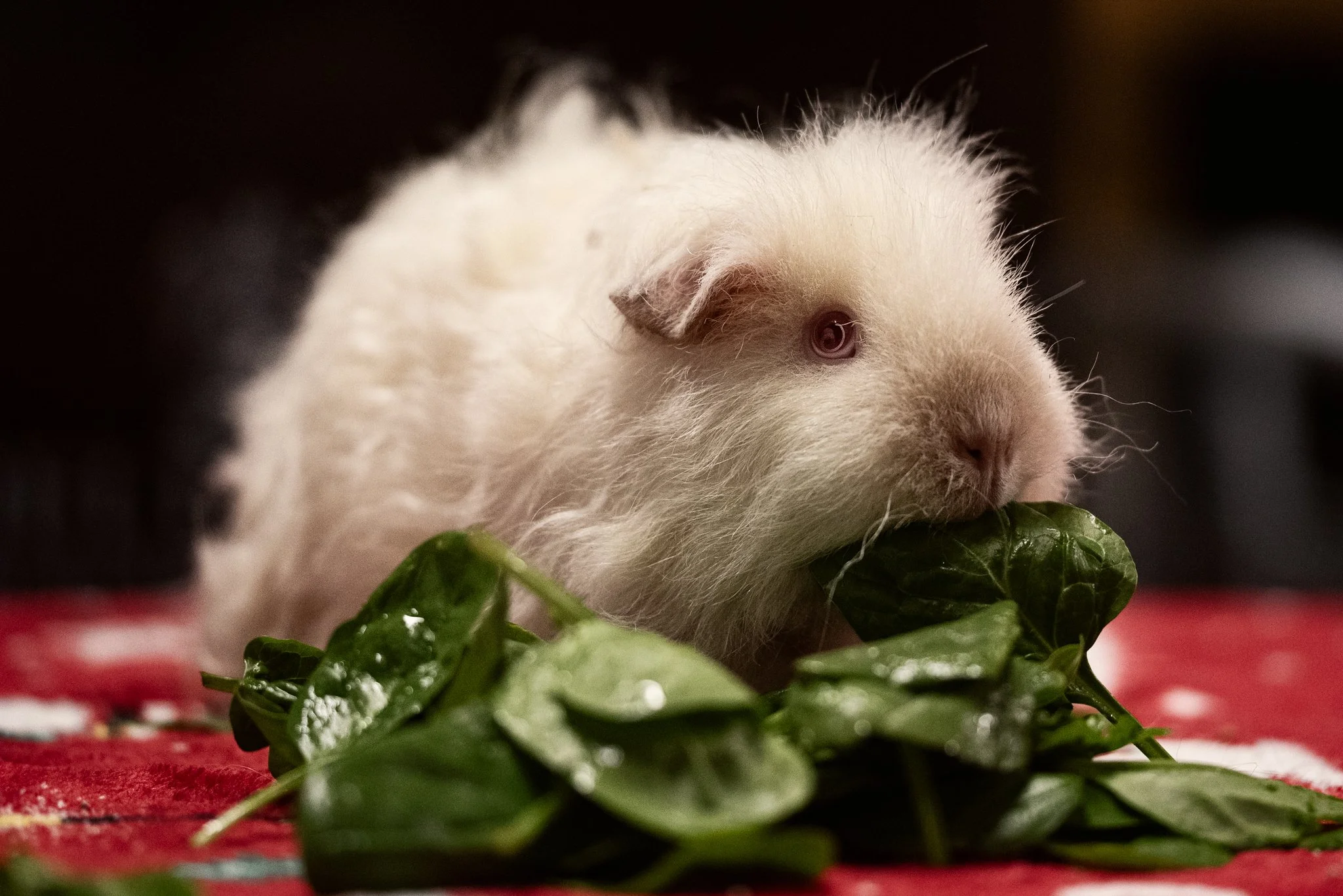 GuineaPigGang (5 of 6).jpg
