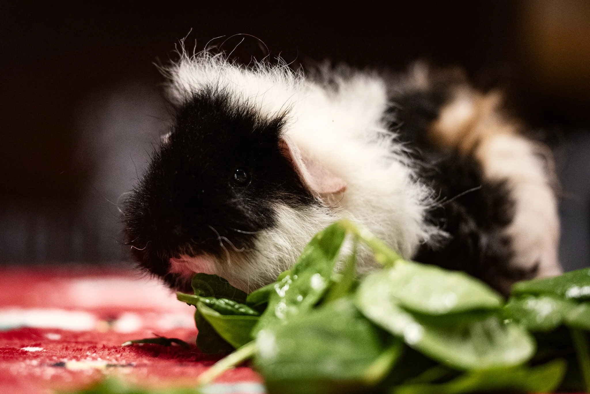 GuineaPigGang (6 of 6).jpg