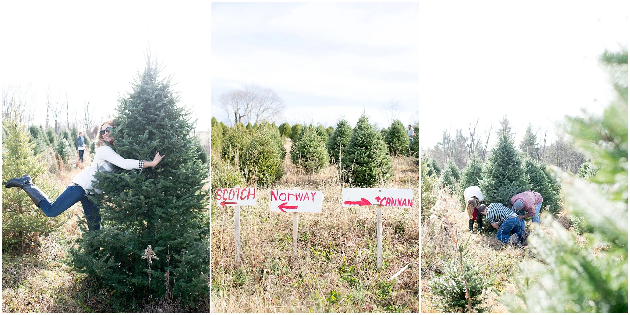 Christmas Tree Adventures with the Bressi Family