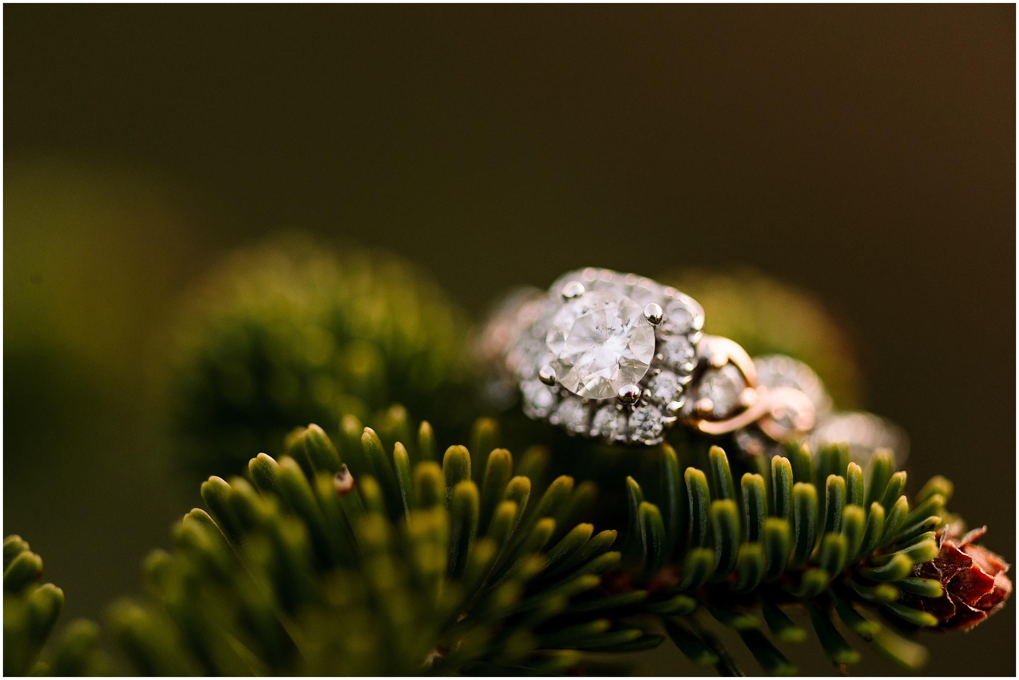 Hannah Leigh Photography Christmas Tree Farm Engagement Session_6753.jpg
