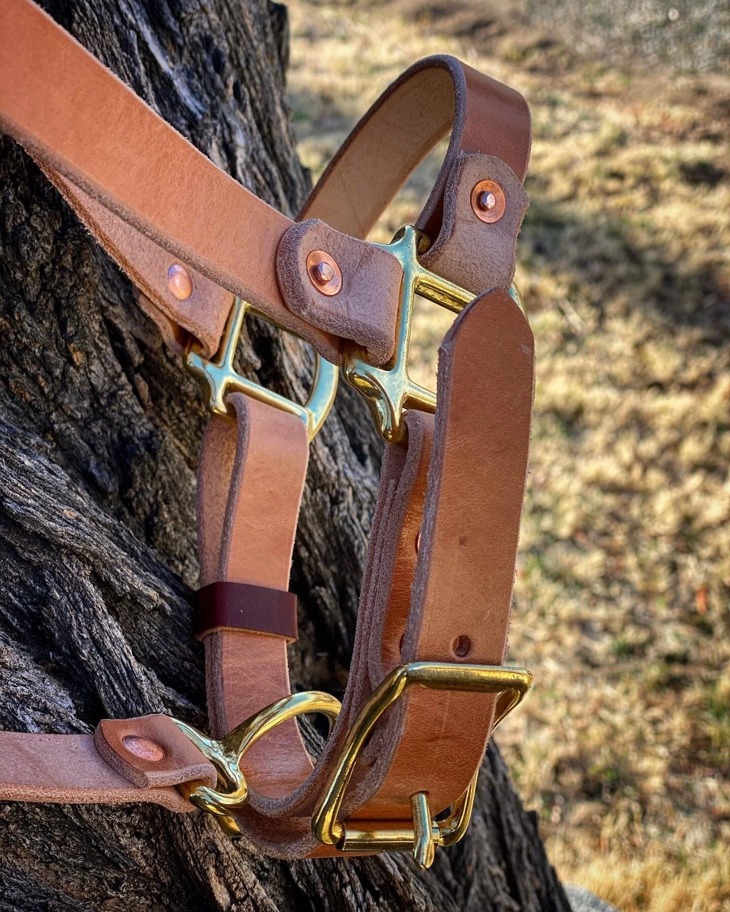 Basic leather halter — The wild in us