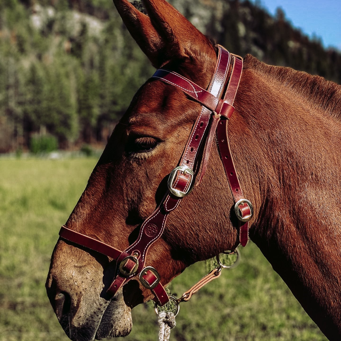 Military Style Bridle