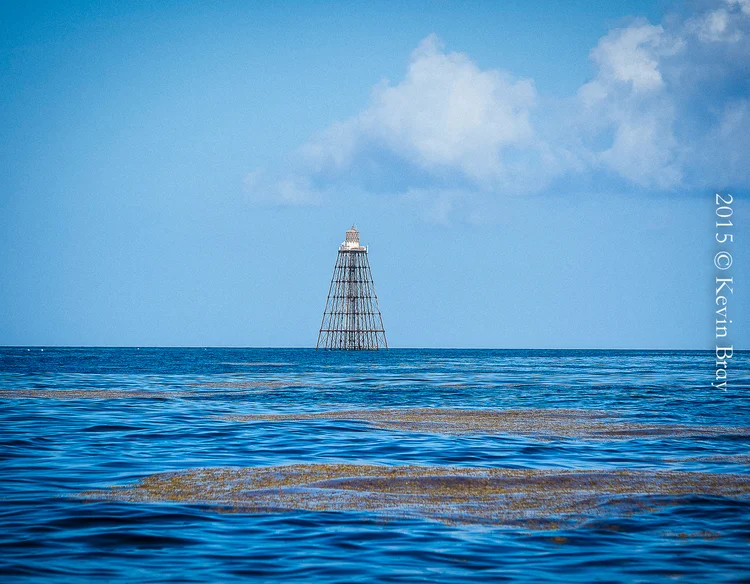Weeds at Sand Key Light, Key West